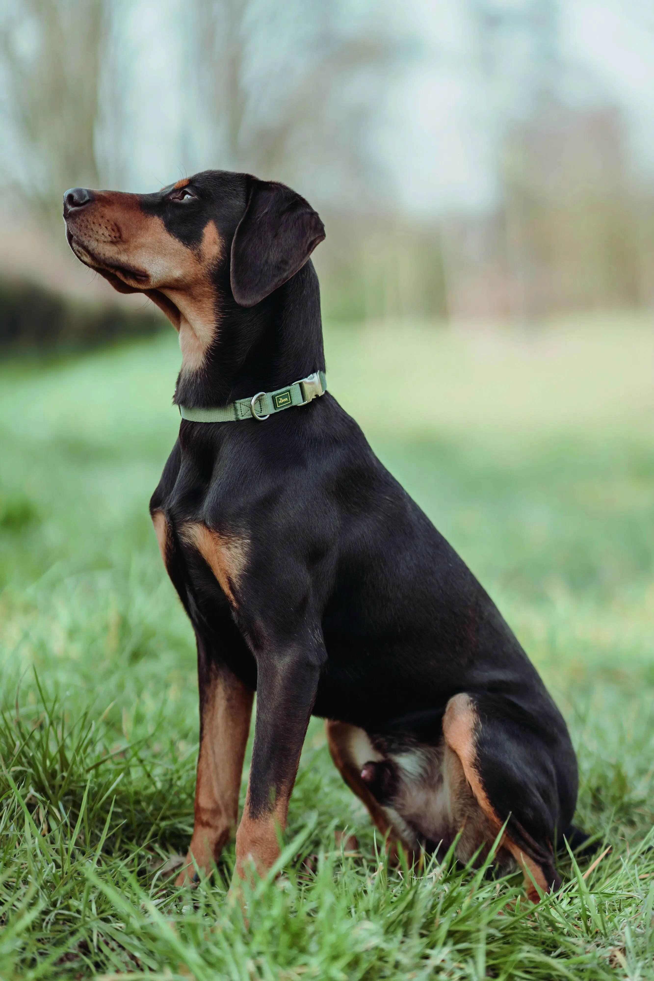 Hunter Hundehalsband Inari Alu-Strong L lindgrün