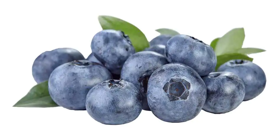 Bio Beerenobst Heidelbeere 3 Liter Container