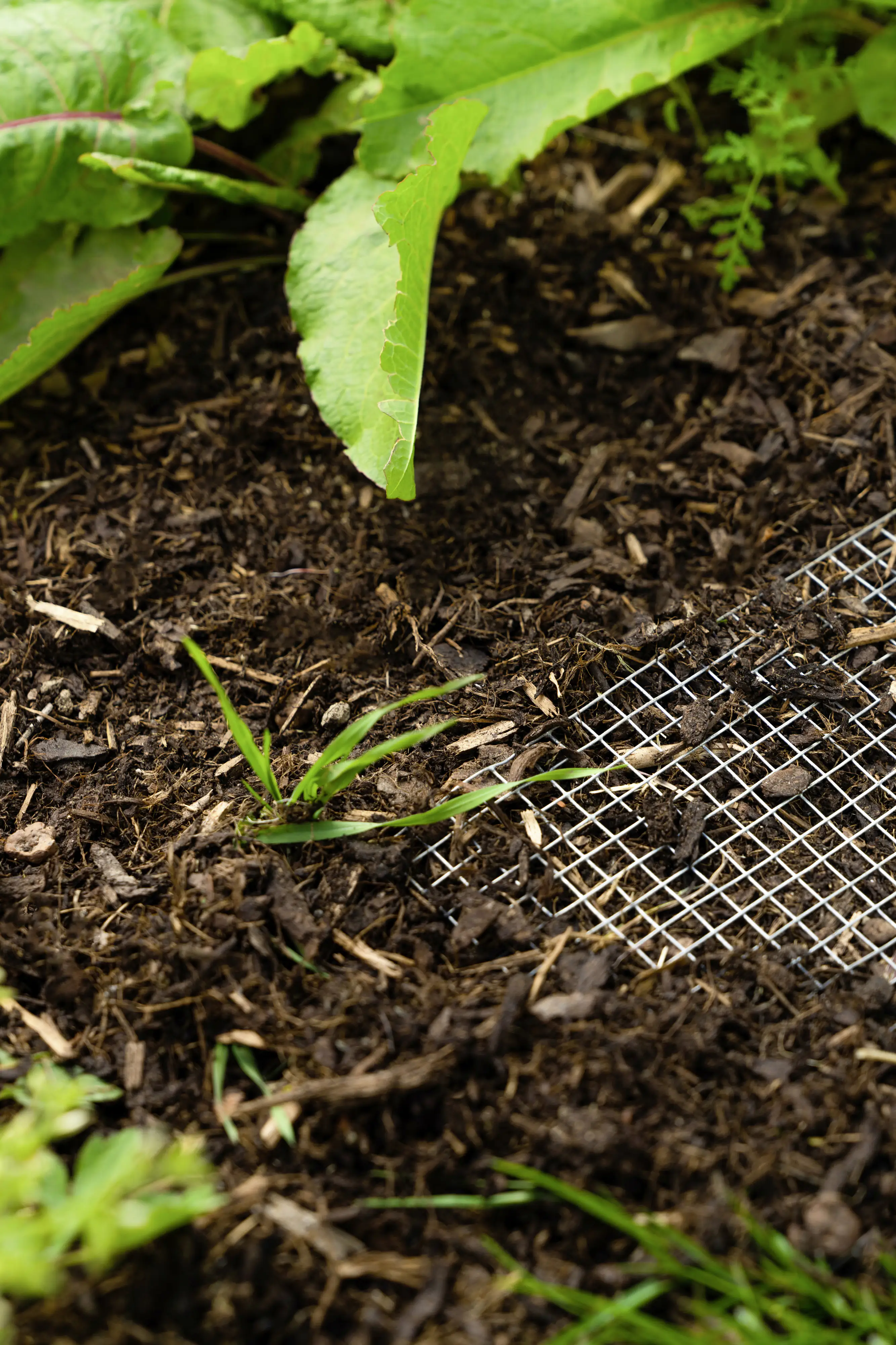 Pergart Mäusegitter Draneo 100 x 100 cm