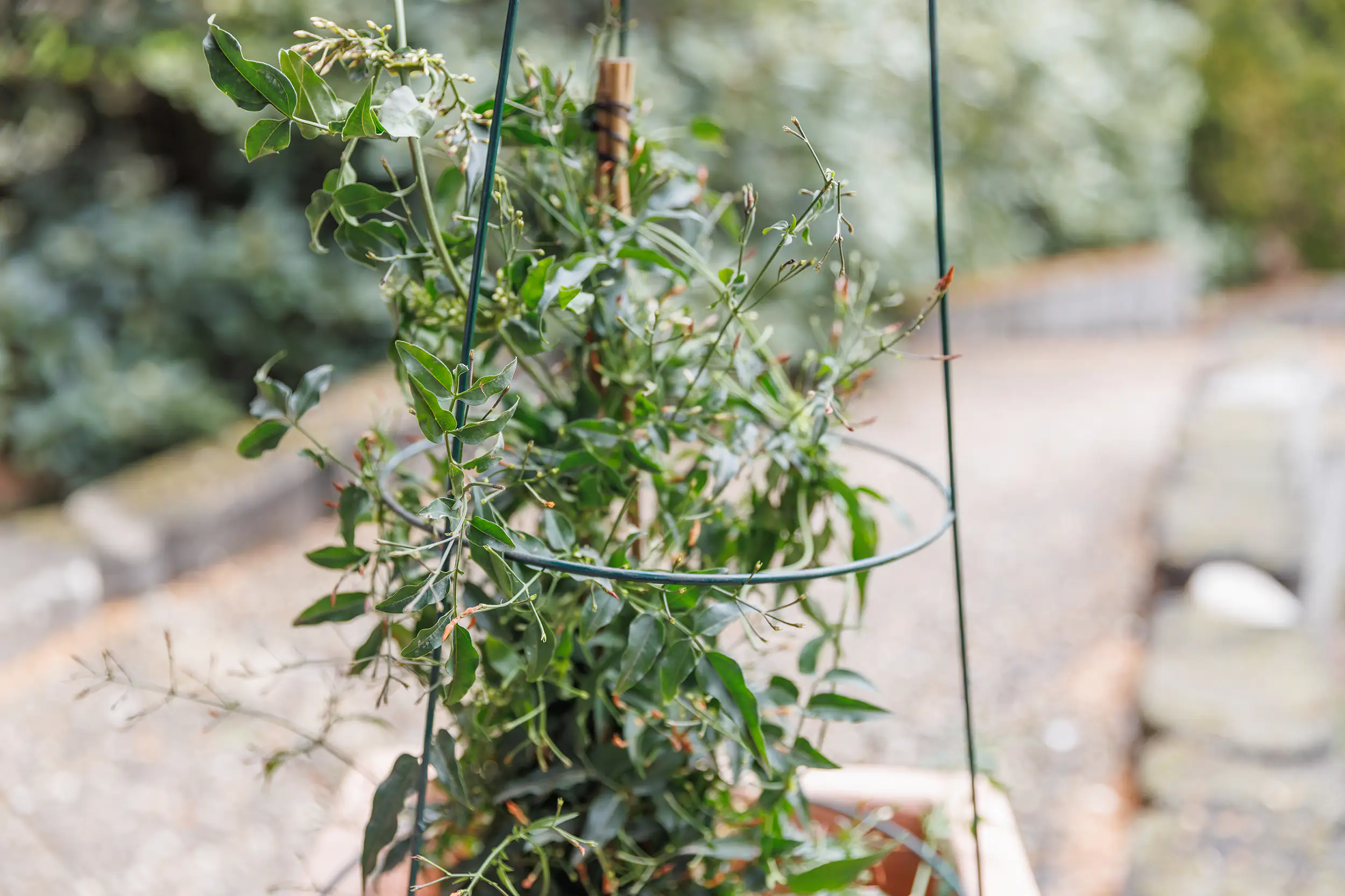 TrendLine Rankstütze Ø 35 x 105 cm