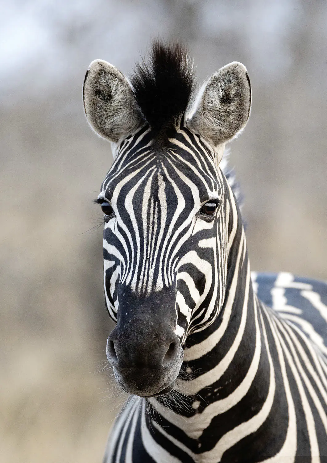 Rasch Vlies Fototapete 363623 Schwarz-Schwarz-Weiß Muster & Motive 3 m x 2,12 m