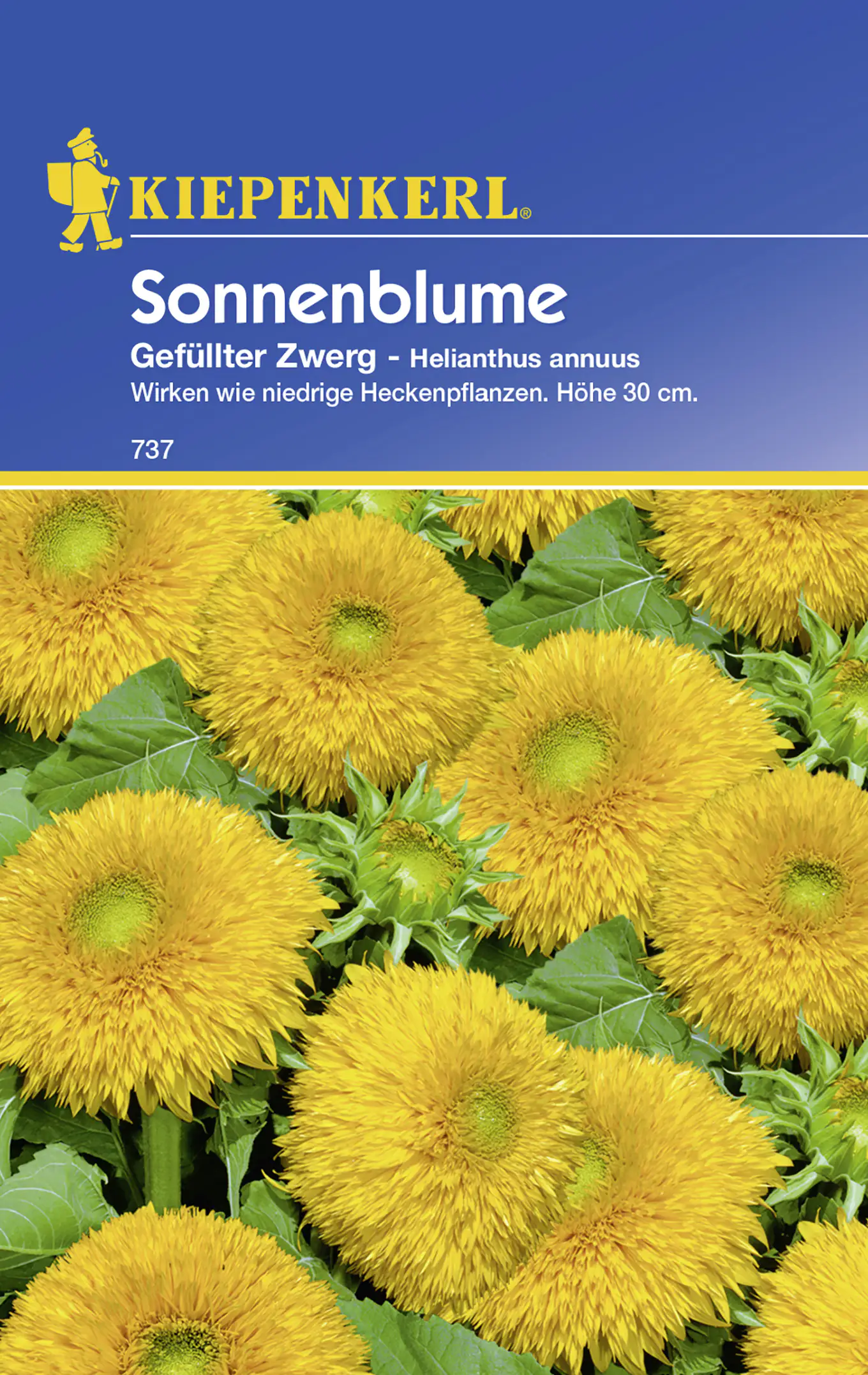 Kiepenkerl Sonnenblume Gefüllter Zwerg Helianthus annuus, Inhalt: ca. 20 Pflanzen