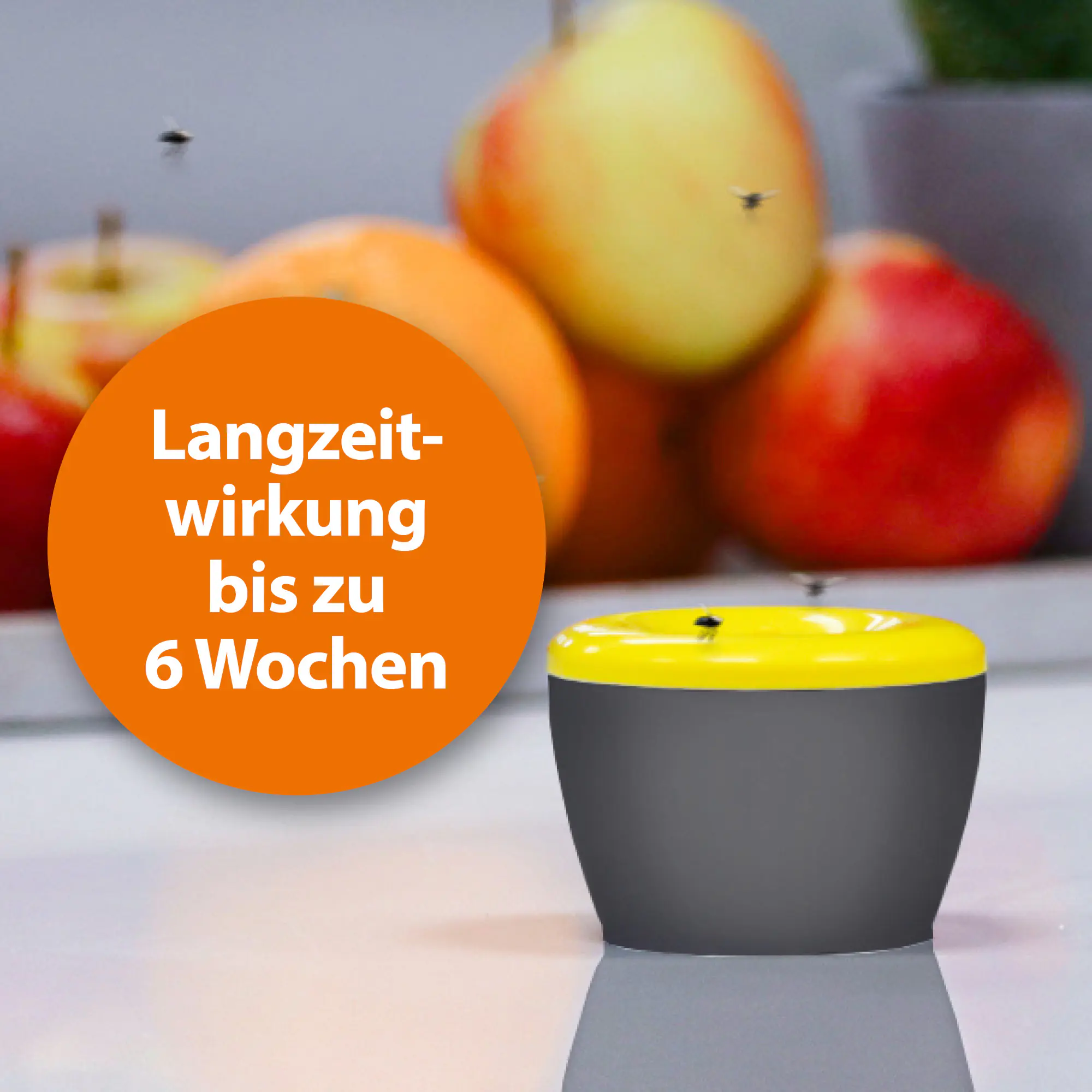 Ardap Fruchtfliegenfalle mit Lockstoff 1 Stück