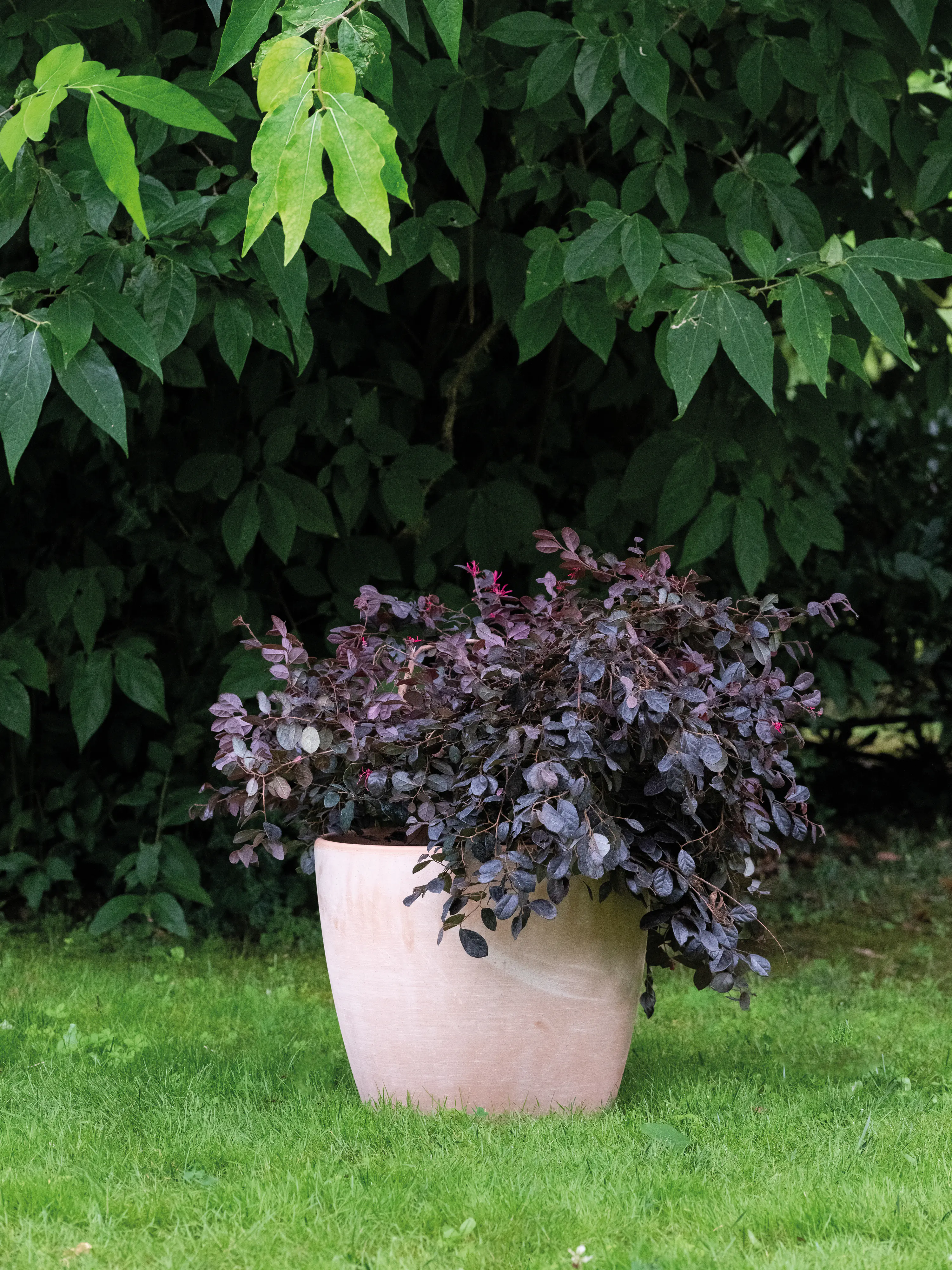 Deroma Pflanztopf Egg Pot White Garden Terrakotta Ø 25 x 22 cm Deroma Pflanztopf Egg Pot White Garden Terrakotta Ø 25 x 22 cm