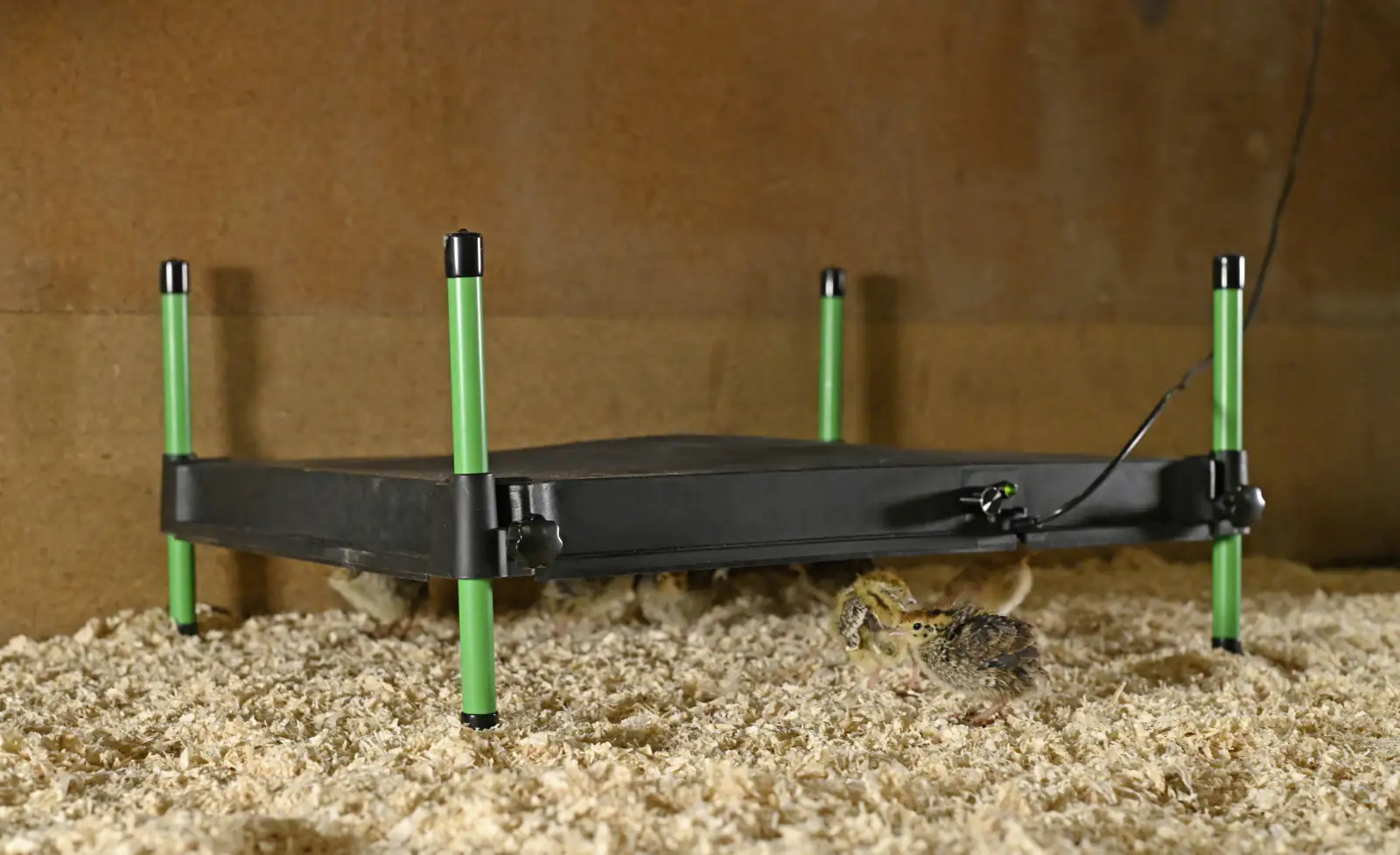 Kerbl Wärmeplatte CosyHeat 40x50 cm 24 V schwarz/grün Kerbl Wärmeplatte CosyHeat 40x50 cm 24 V schwarz/grün