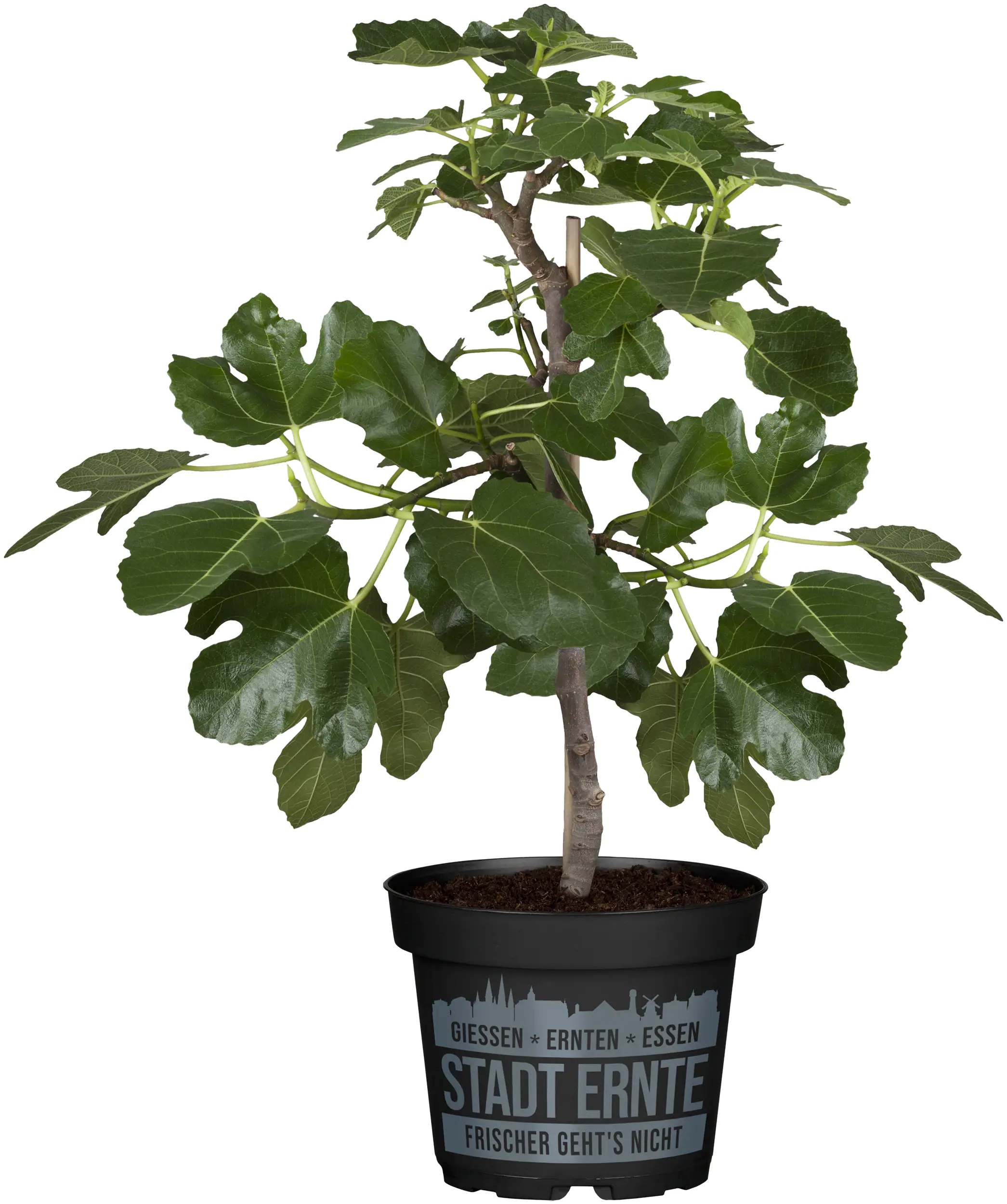 Feigenbaum Ficus carica Ficcolino Stadt Ernte H ca 20 cm 17 cm Topf