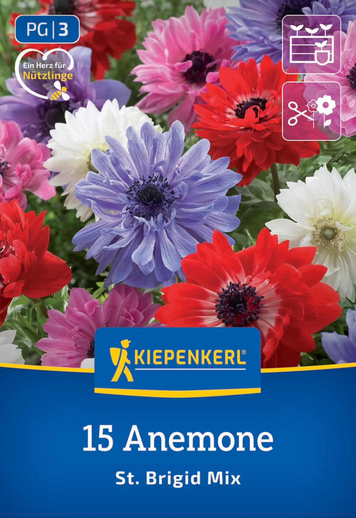 Kiepenkerl Frühjahrsblumenzwiebel Kronen-Anemonen St.Brigid Mischung 15 Stück