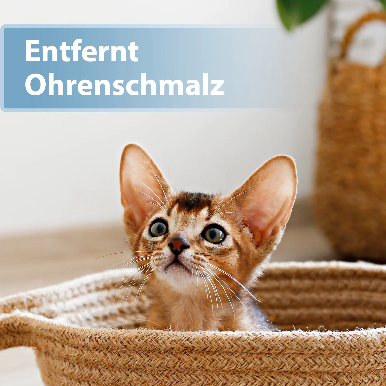 Felisept Ohrpflege Pads für Katzen 50 Stück Felisept Ohrpflege Pads für Katzen 50 Stück