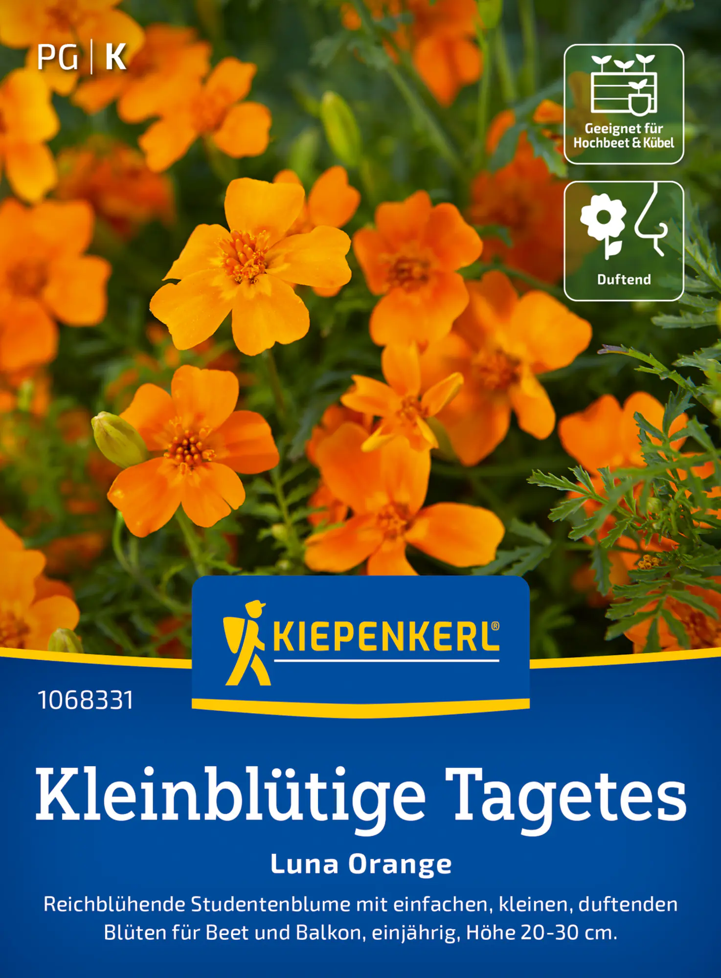 Kiepenkerl Saatgut Kleinblütige Tagetes Luna Orange für ca. 100 m²