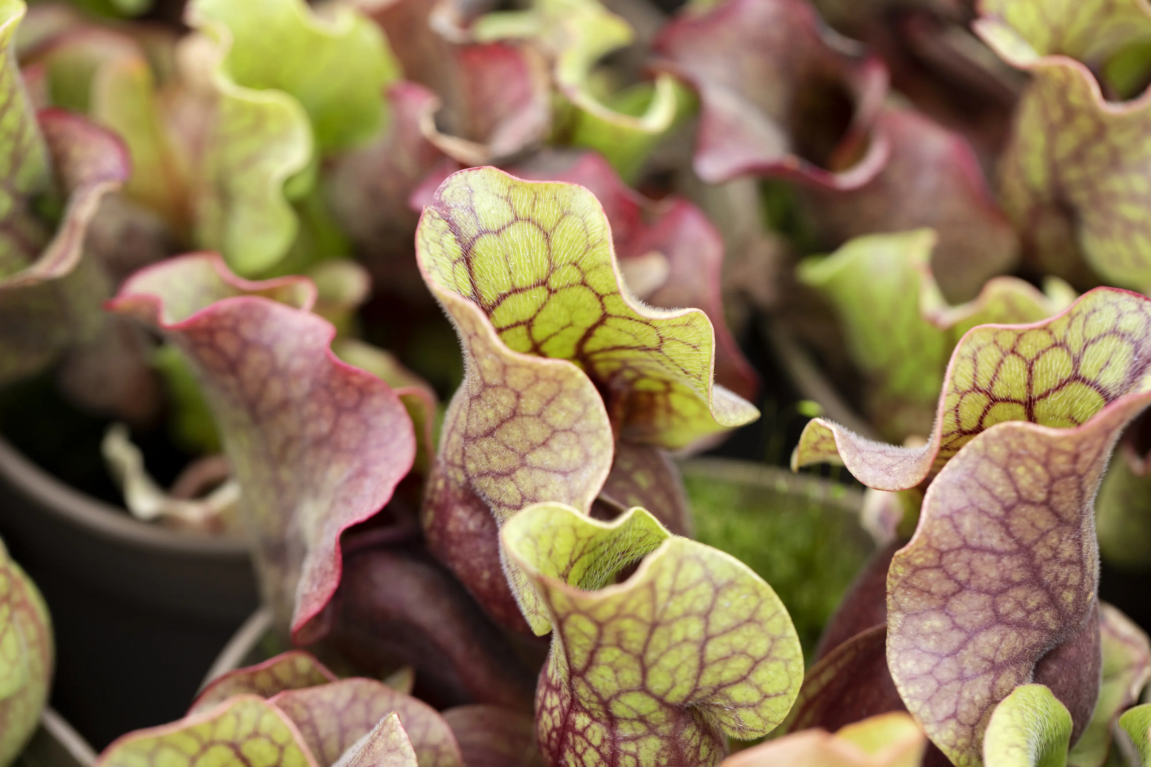 Fleischfressende Pflanzen Schlauchpflanze Mix H 18 cm 6 cm Topf Fleischfressende Pflanzen Schlauchpflanze Mix H 18 cm 6 cm Topf