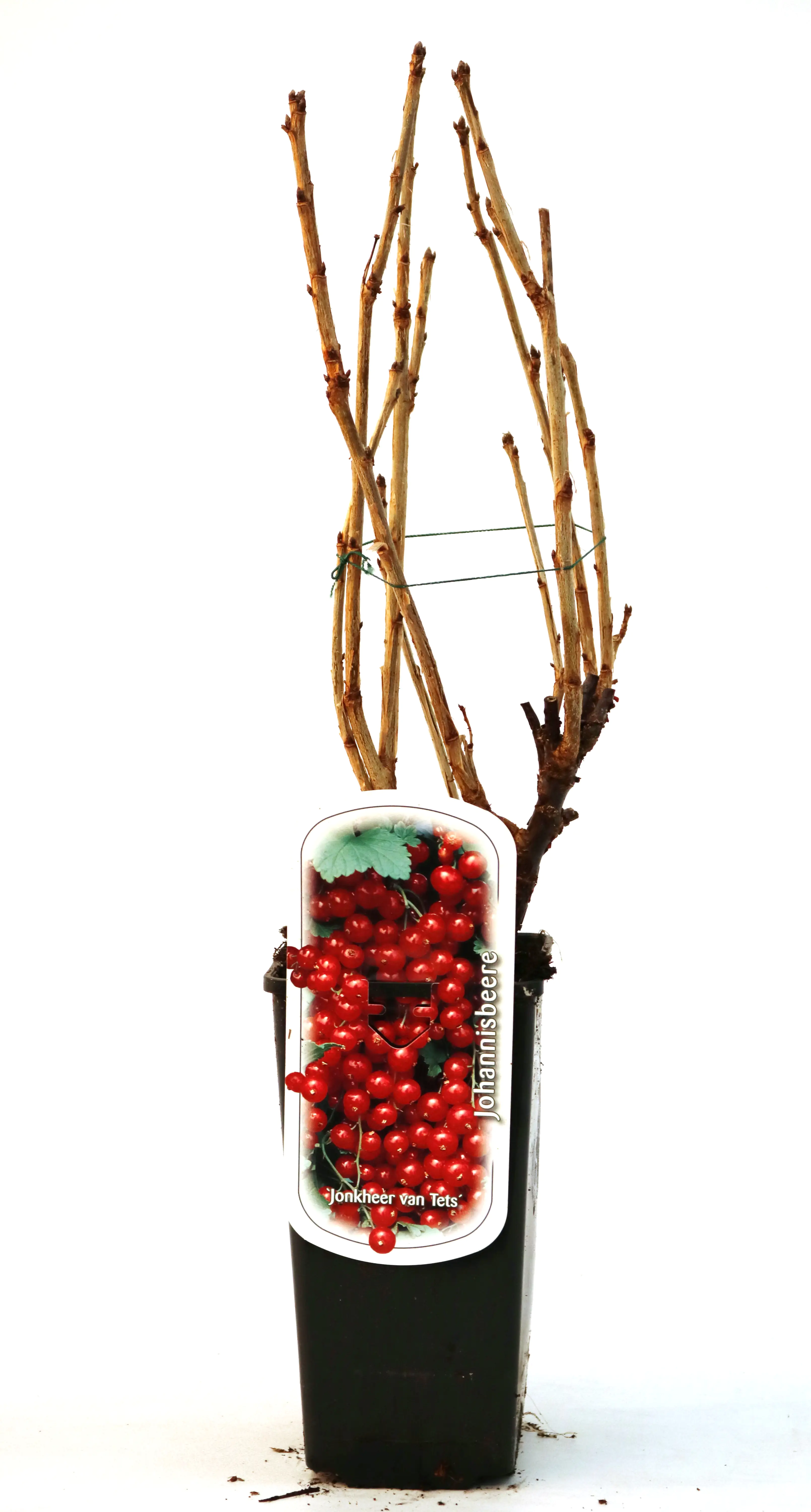 Obststrauch Rote Johannisbeere 2 L Eck-Container Obststrauch Rote Johannisbeere 2 L Eck-Container