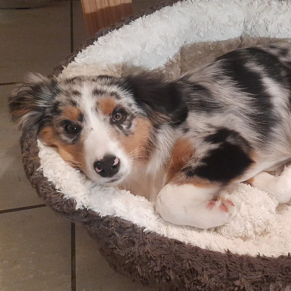 Nobby Hundebett Neiku oval braun weiß Nobby Hundebett Neiku oval braun weiß