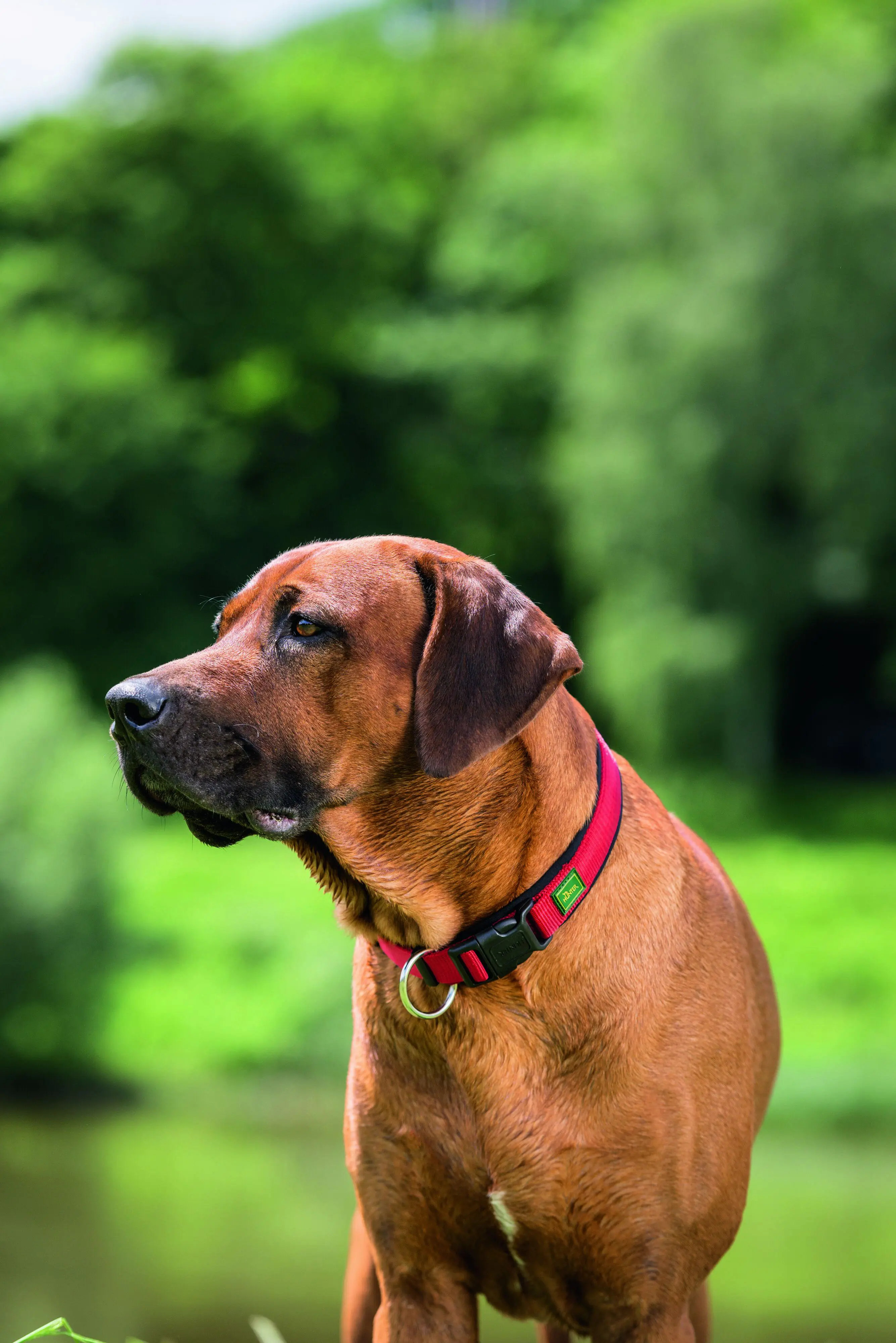 Hunter Hundehalsband Vario Plus S rot/schwarz