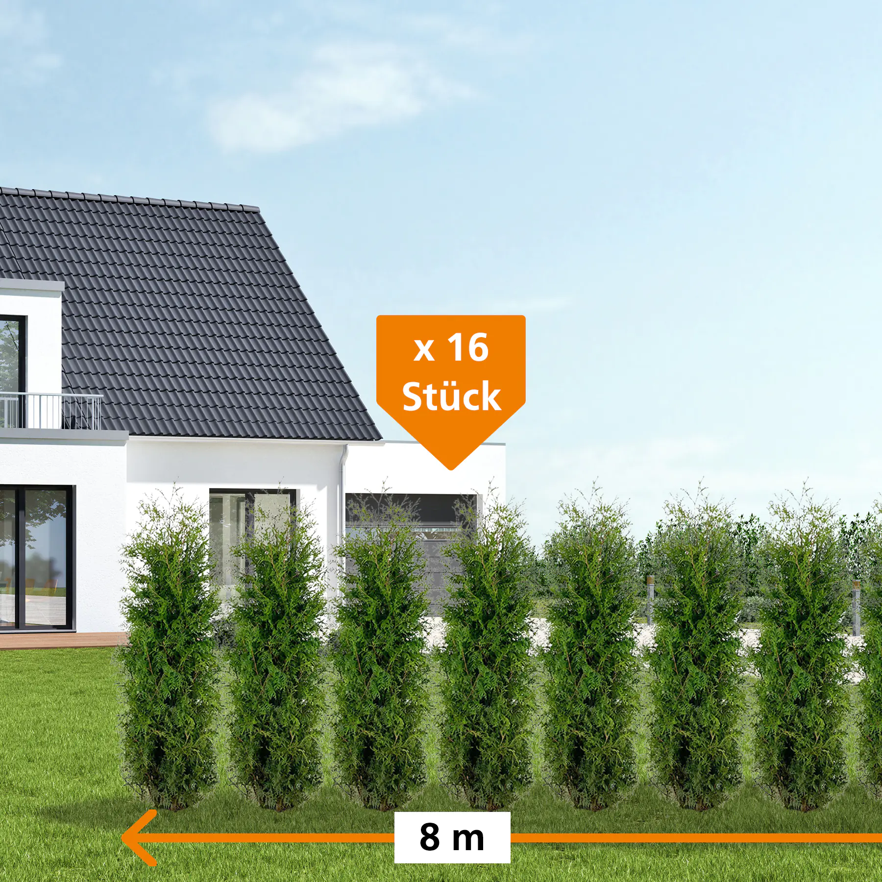 Lebensbaum Thuja occ. Brabant H 160 - 180 cm, 16 Stück