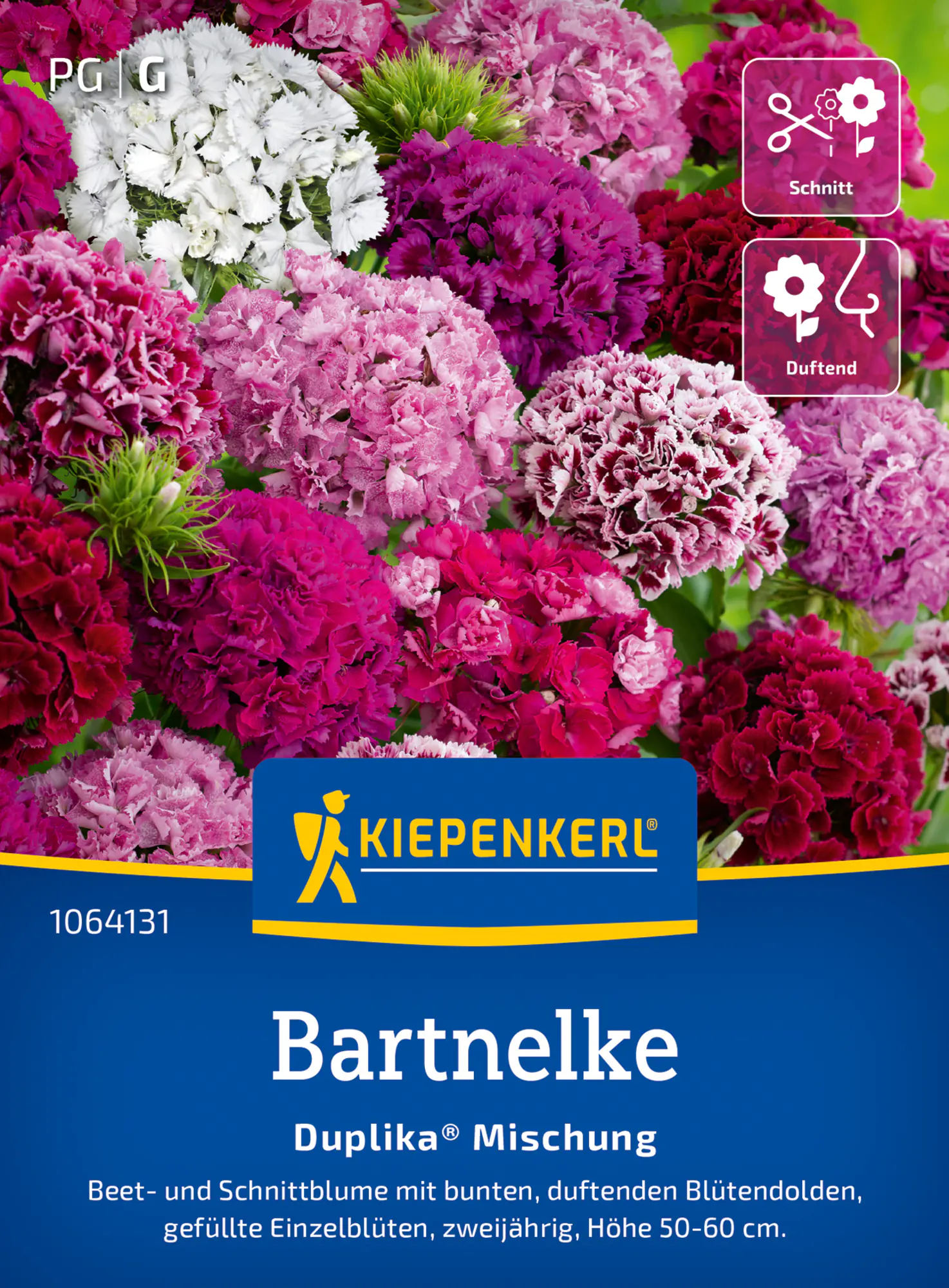 Kiepenkerl Blumensamen Bartnelke Mischung für ca. 60 Pflanzen
