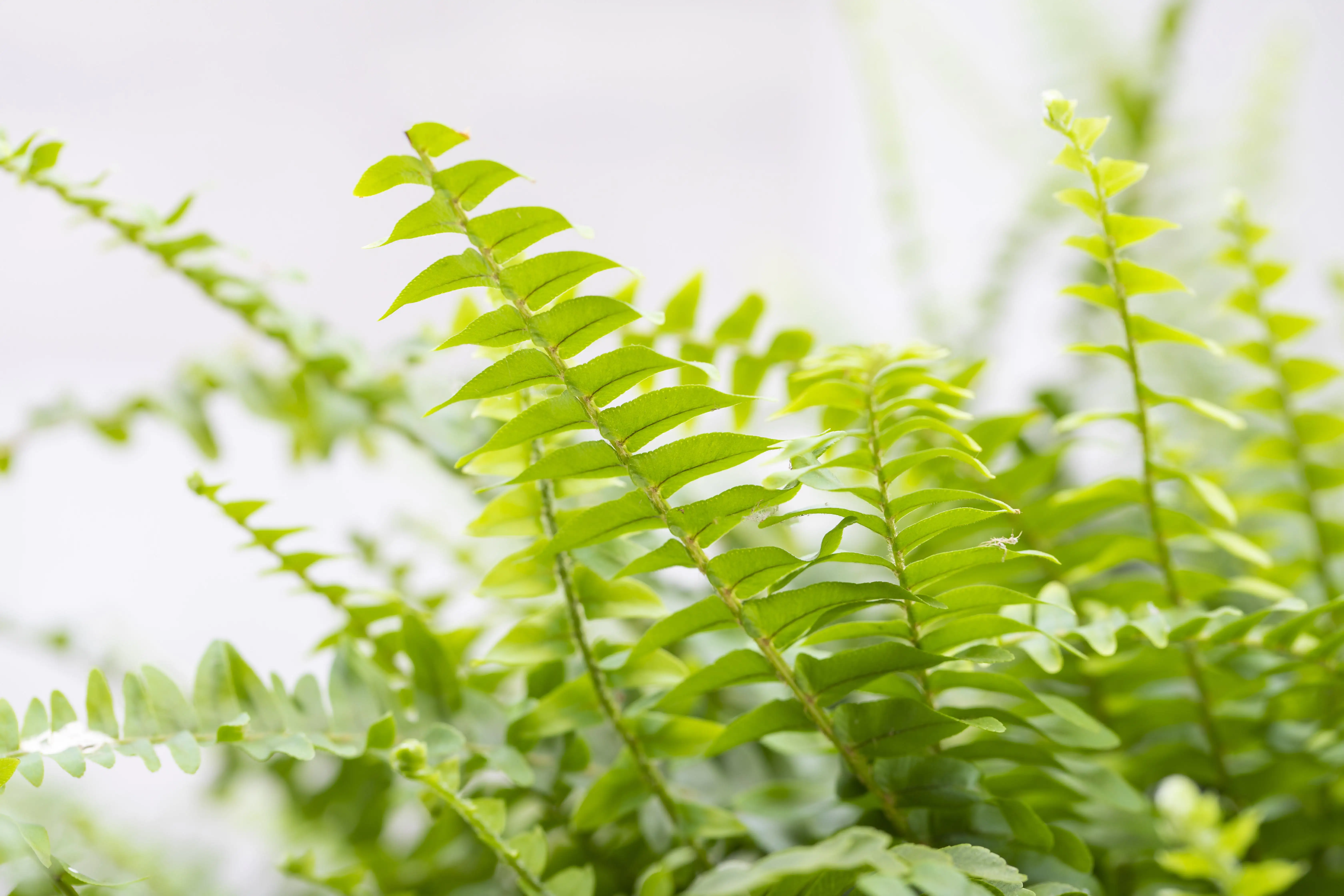 Schwertfarn Nephrolepis exaltata Green Lady H ca. 60 cm 17 cm Topf