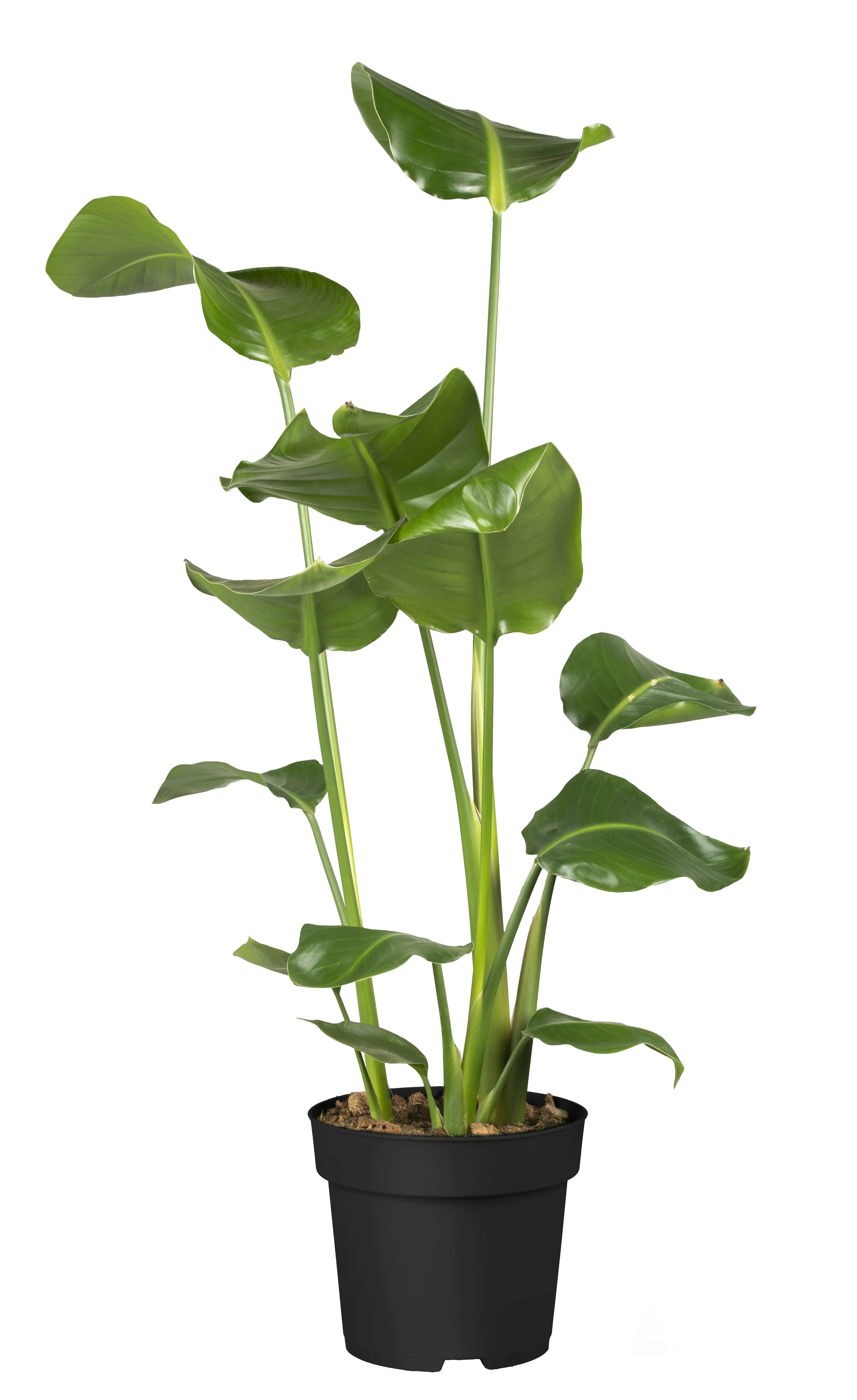 8717929813766 Paradiesvogelblume Strelitzia Nicolai H ca. 100 cm 21 cm Topf