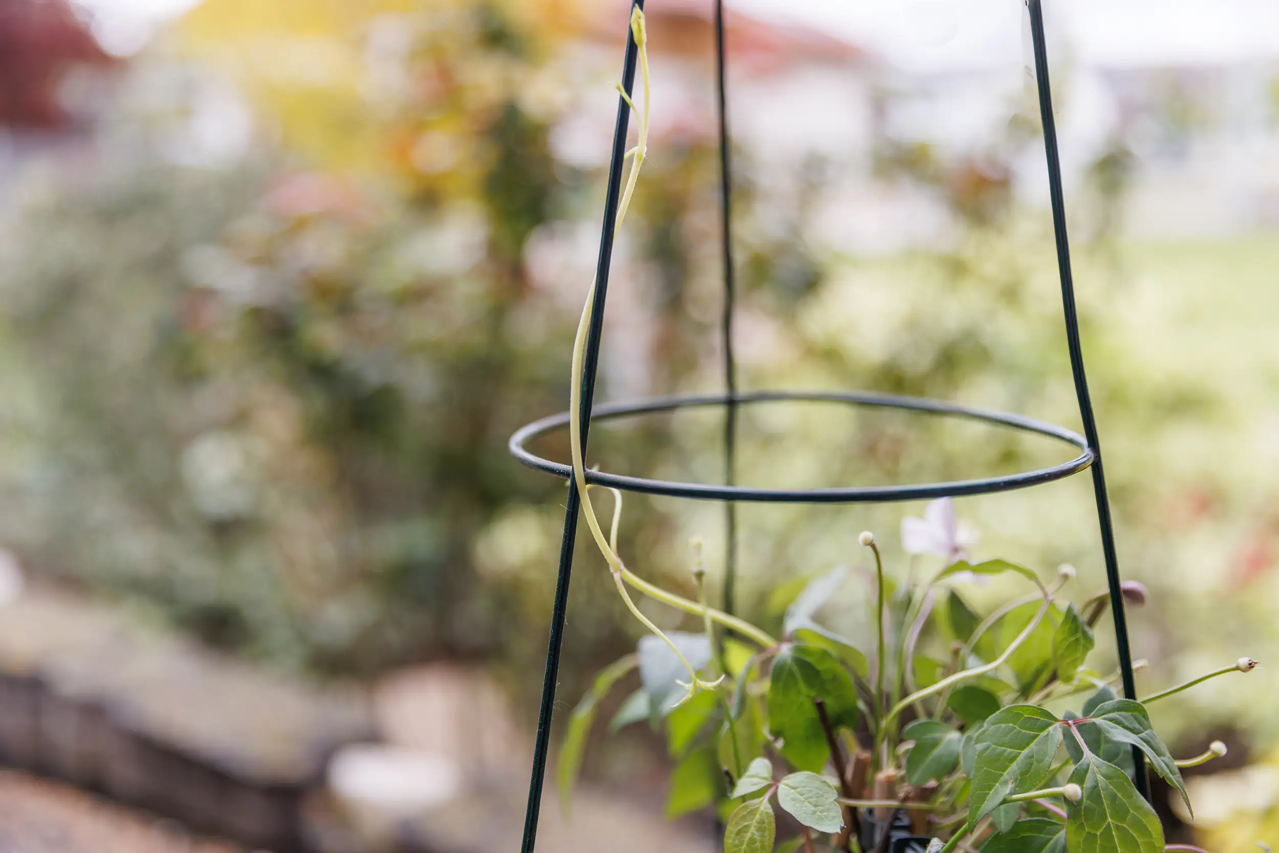 TrendLine Rankstütze Ø 35 x 75 cm TrendLine Rankstütze Ø 35 x 75 cm