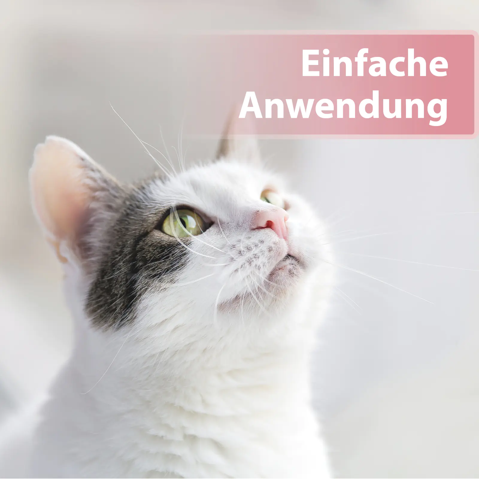 Felisept Augenpflege Pads für Katzen 100 Stück Felisept Augenpflege Pads für Katzen 100 Stück