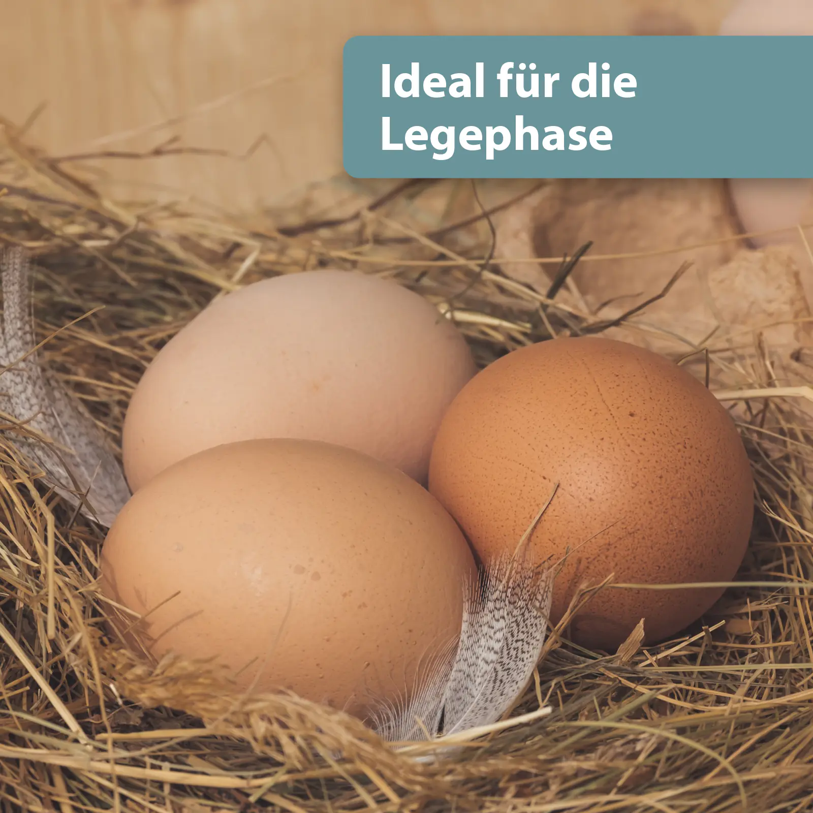 Quiko Hobbyfarming Calcium Konzentrat für Hühner und Geflügel 1 L