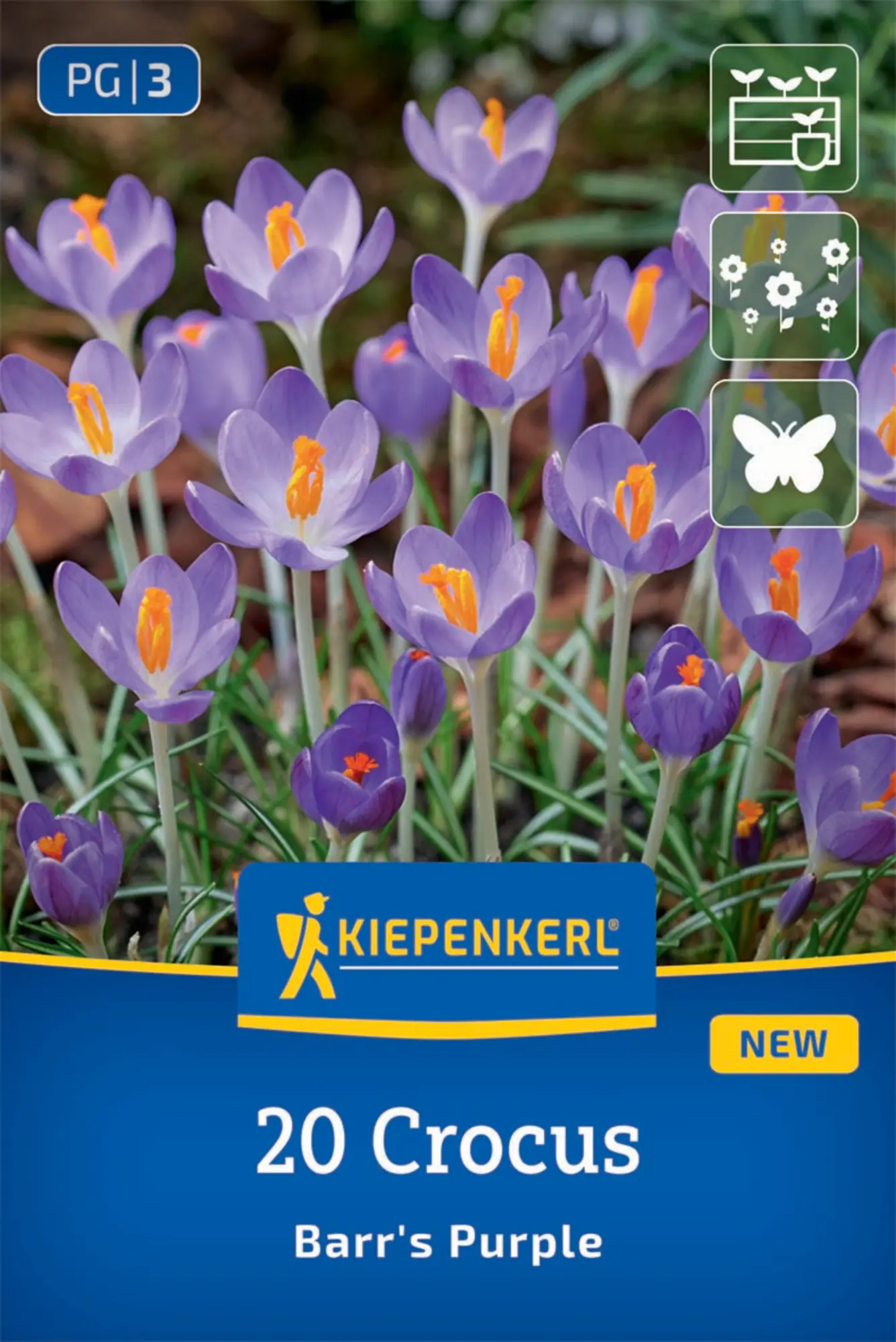 Kiepenkerl Herbstblumenzwiebel Krokusse Botanischer Barr´s Purple 20 Stück
