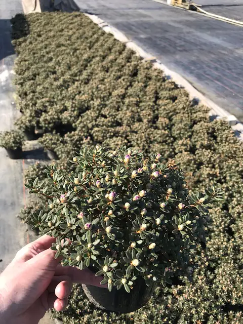 Rhododendron 2 L Container