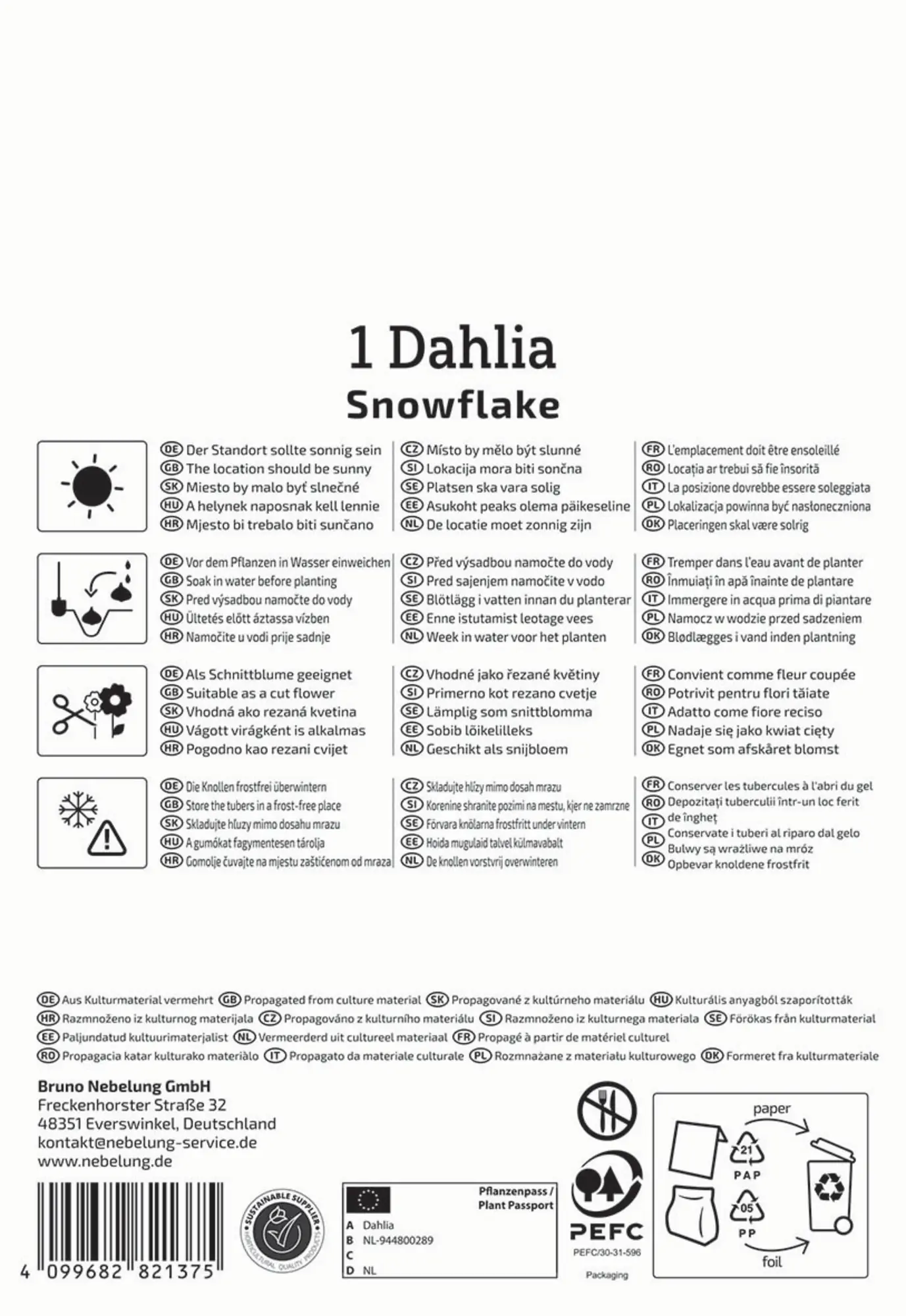 Kiepenkerl Frühjahrsblumenzwiebel Pompon-Dahlie Snowflake 1 Stück