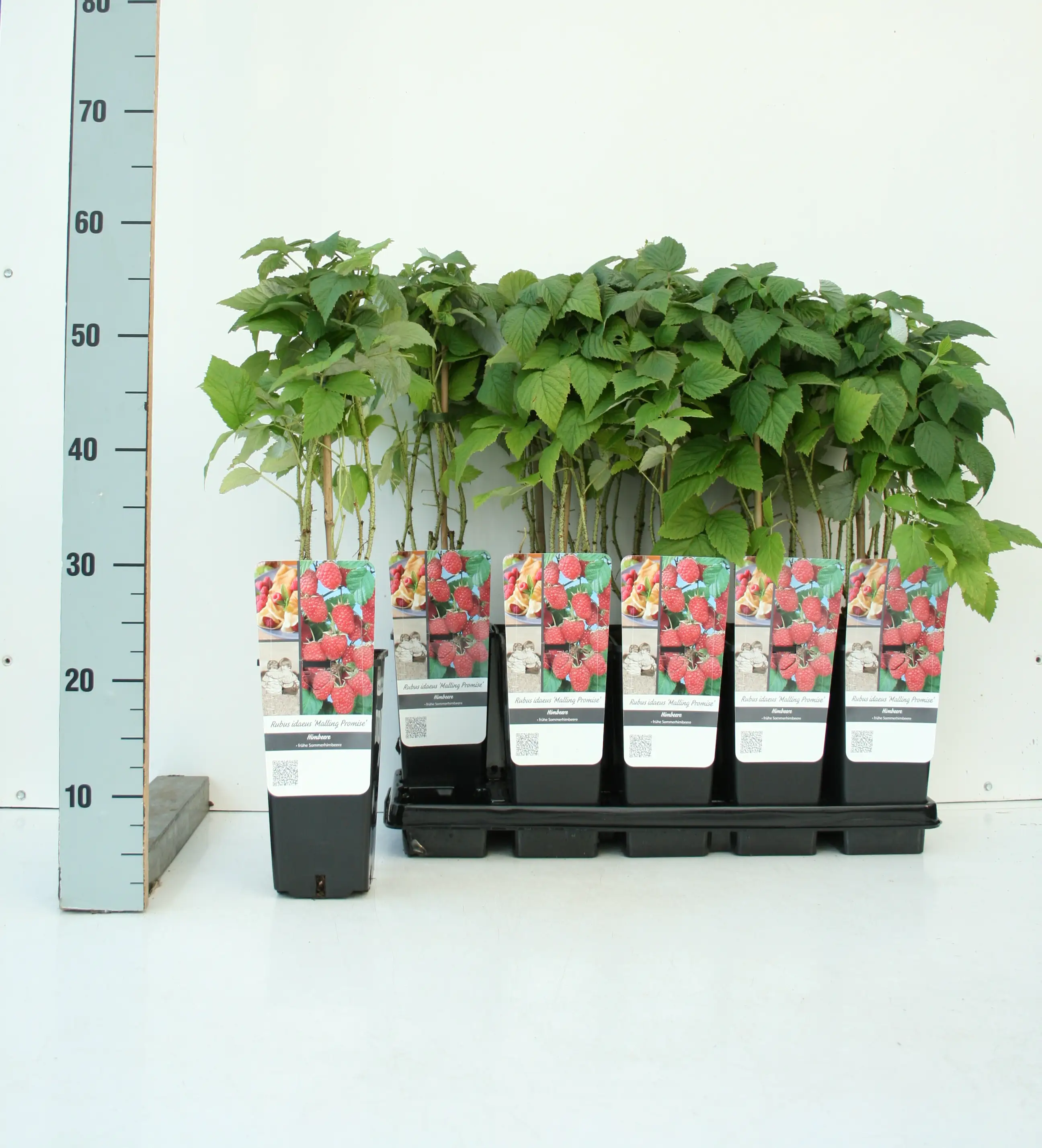 Obststrauch Himbeere 2 L Container