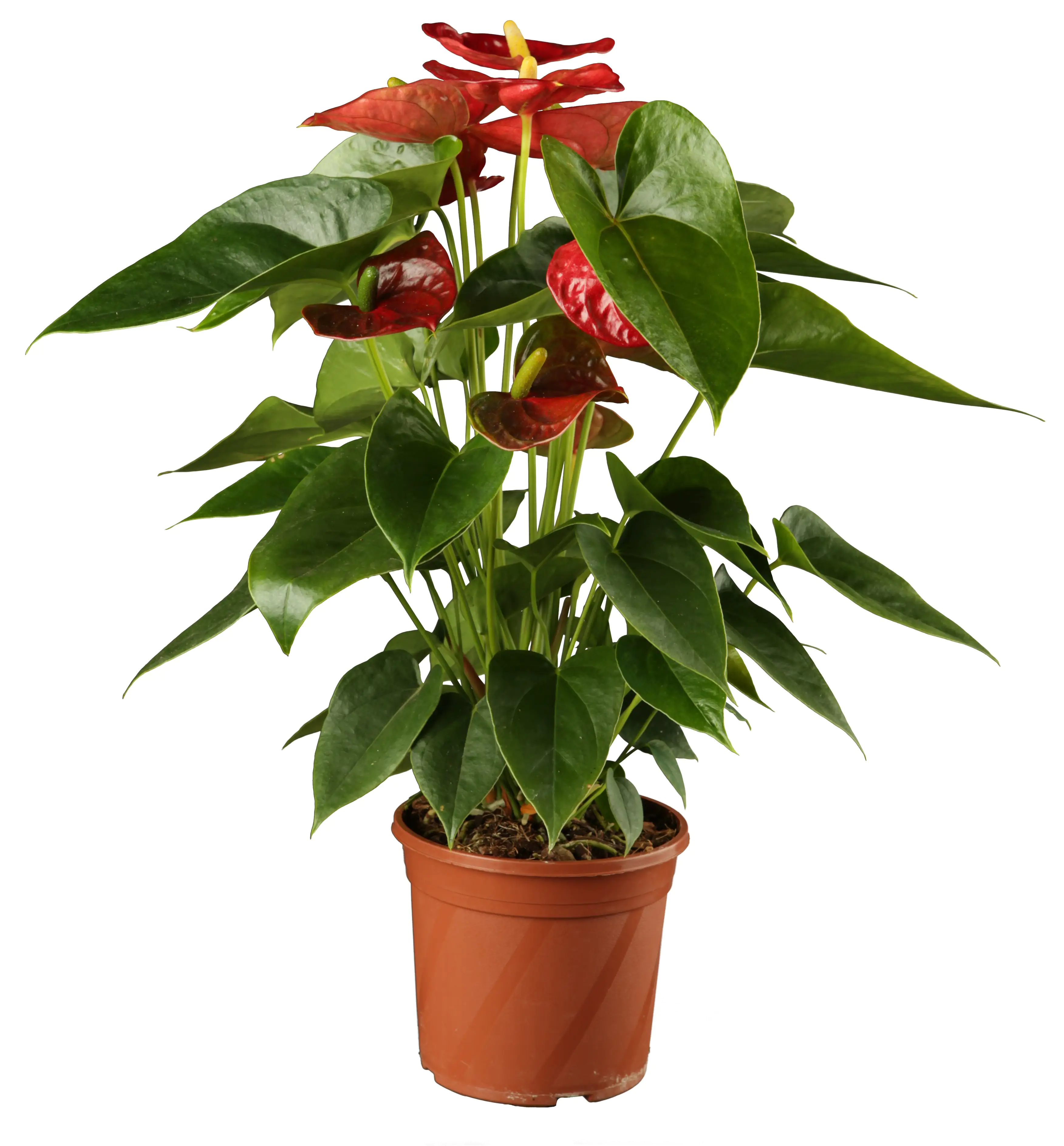 Anthurium Flamingoblume rot 40-60 cm 14 cm Topf