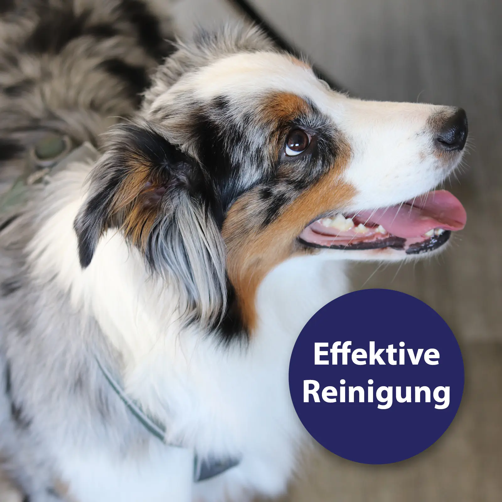 Canosept Zahnspray für Hunde 100 ml Canosept Zahnspray für Hunde 100 ml