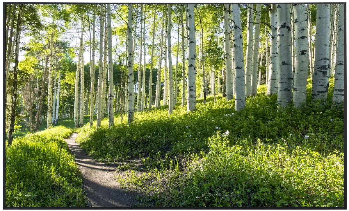 papermoon Infrarotheizkörper EcoHeat 90x120 cm 1200 Watt, Birken Wald