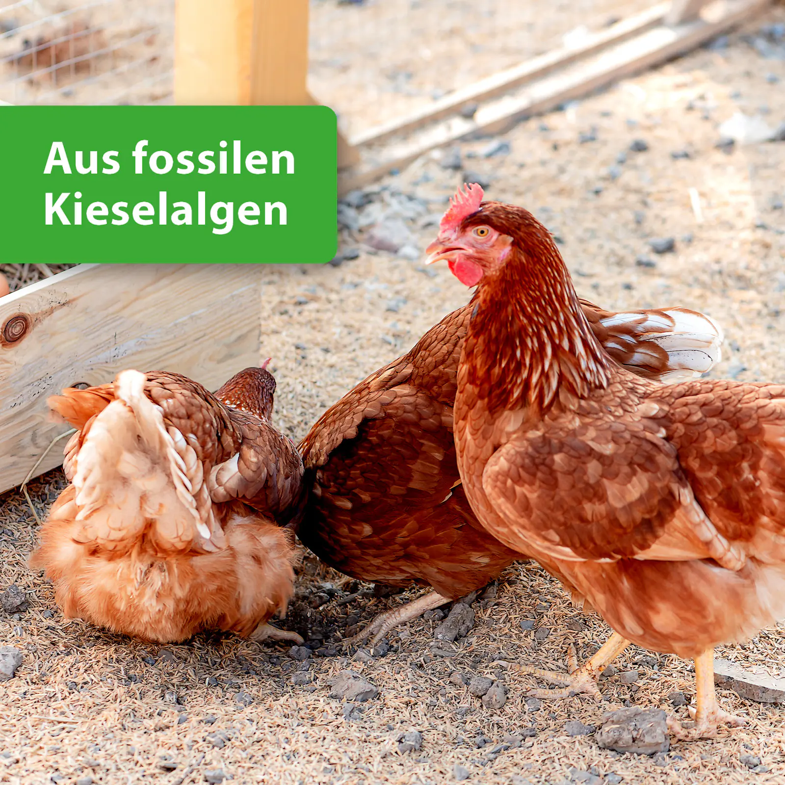 Quiko Hobbyfarming Kieselgur Pulver 200 g