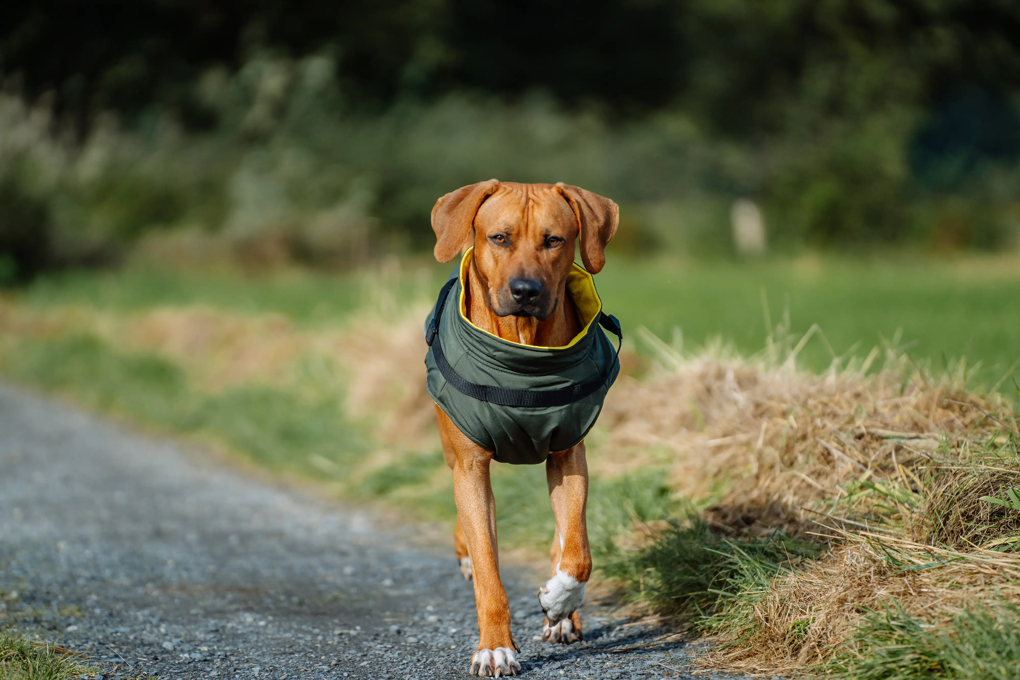 Nobby Hundemantel Sobak 2in1 oliv-gelb Nobby Hundemantel Sobak 2in1 oliv-gelb
