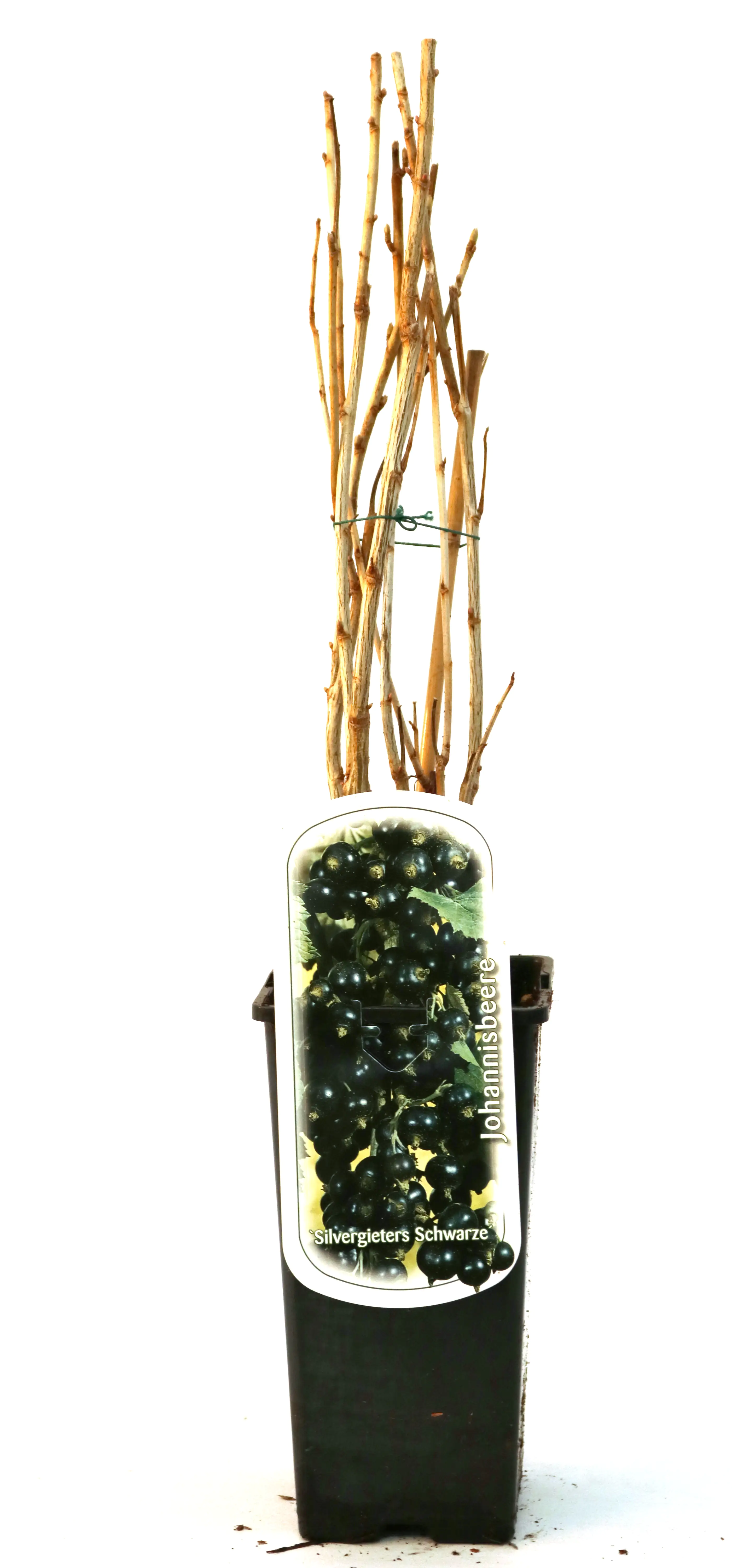 Obststrauch Schwarze Johannisbeere Titania 2 L Container