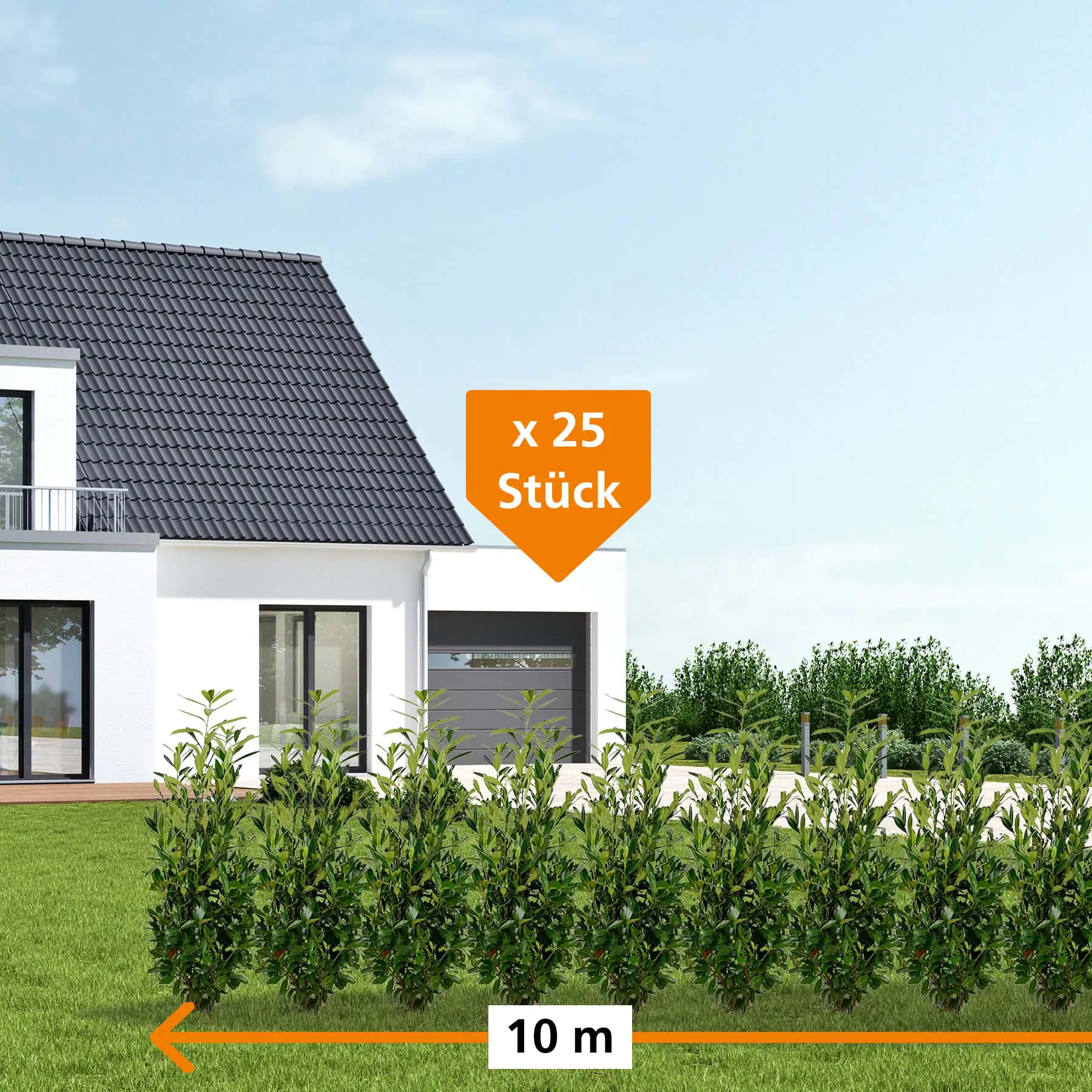 Kirschlorbeer Caucasica Prunus laur. Caucasica H 80 - 100 cm, 25 Stück