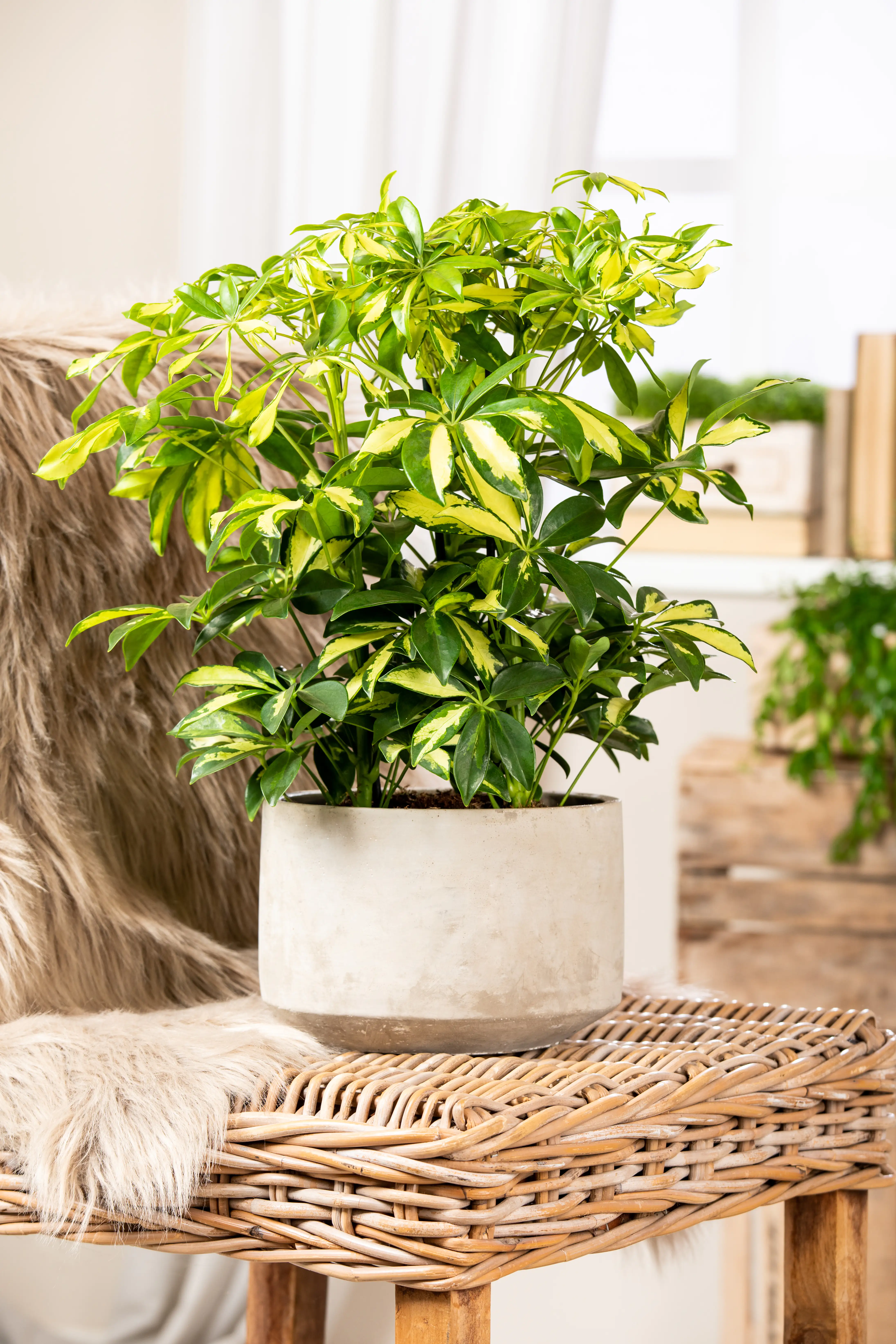 Strahlenaralie Schefflera arboricola Charlotte H ca. 50 cm 21 cm Topf