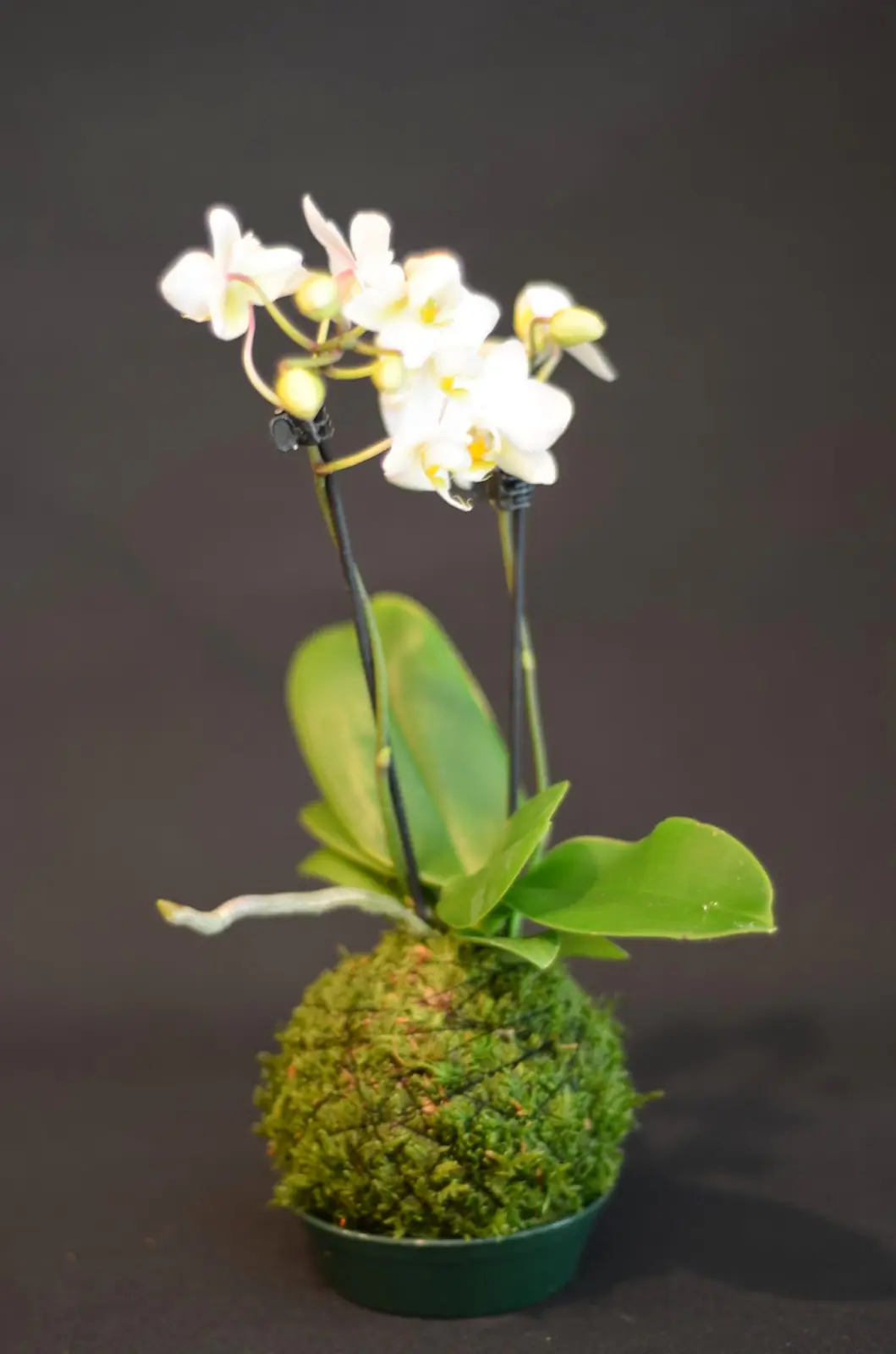 Lebendes Plattmoos für Dekorationen, Kränze und Terrarien Lebendes Plattmoos für Dekorationen, Kränze und Terrarien