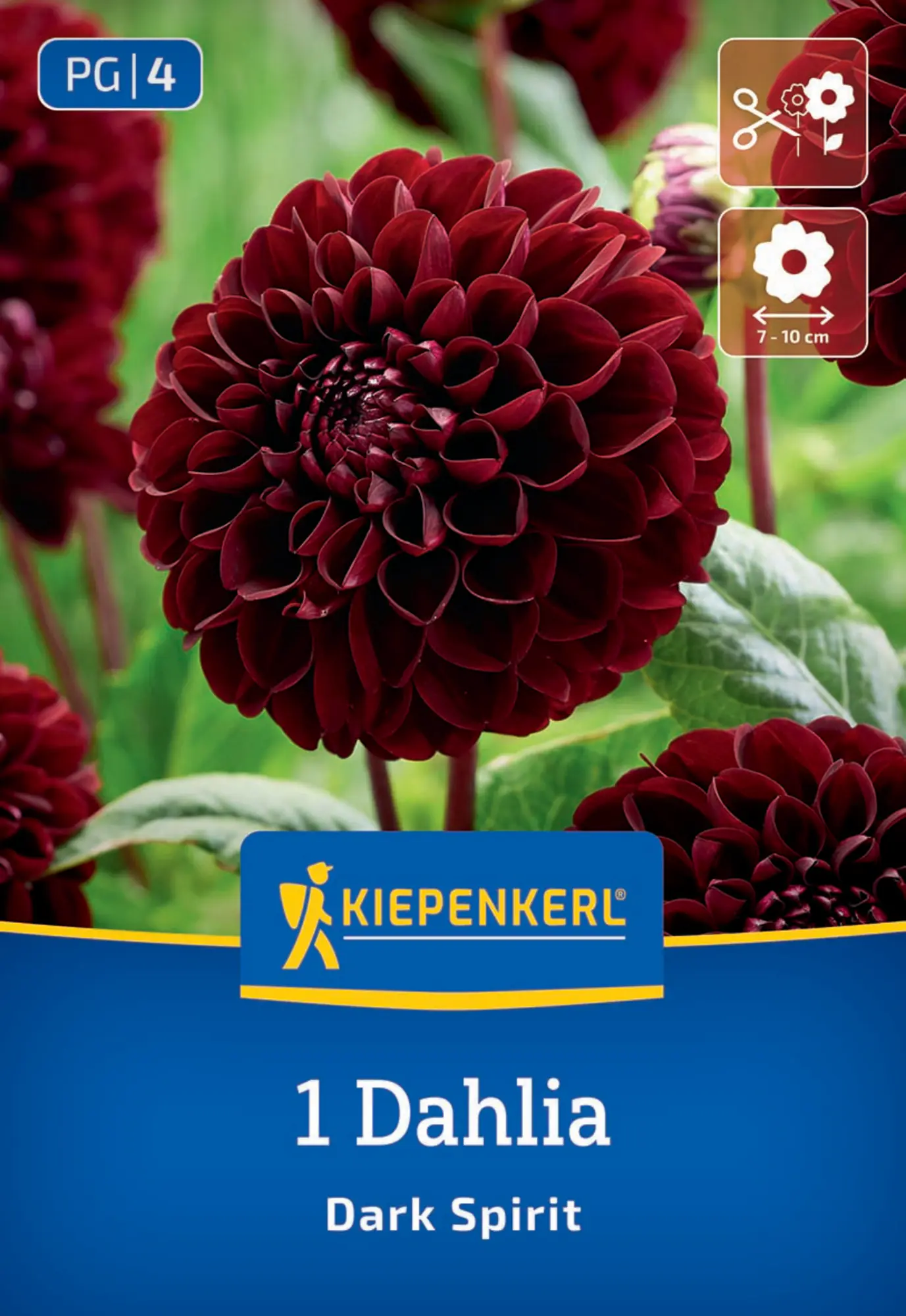 Kiepenkerl Frühjahrsblumenzwiebel Pompon-Dahlie Dark Spirit 1 Stück