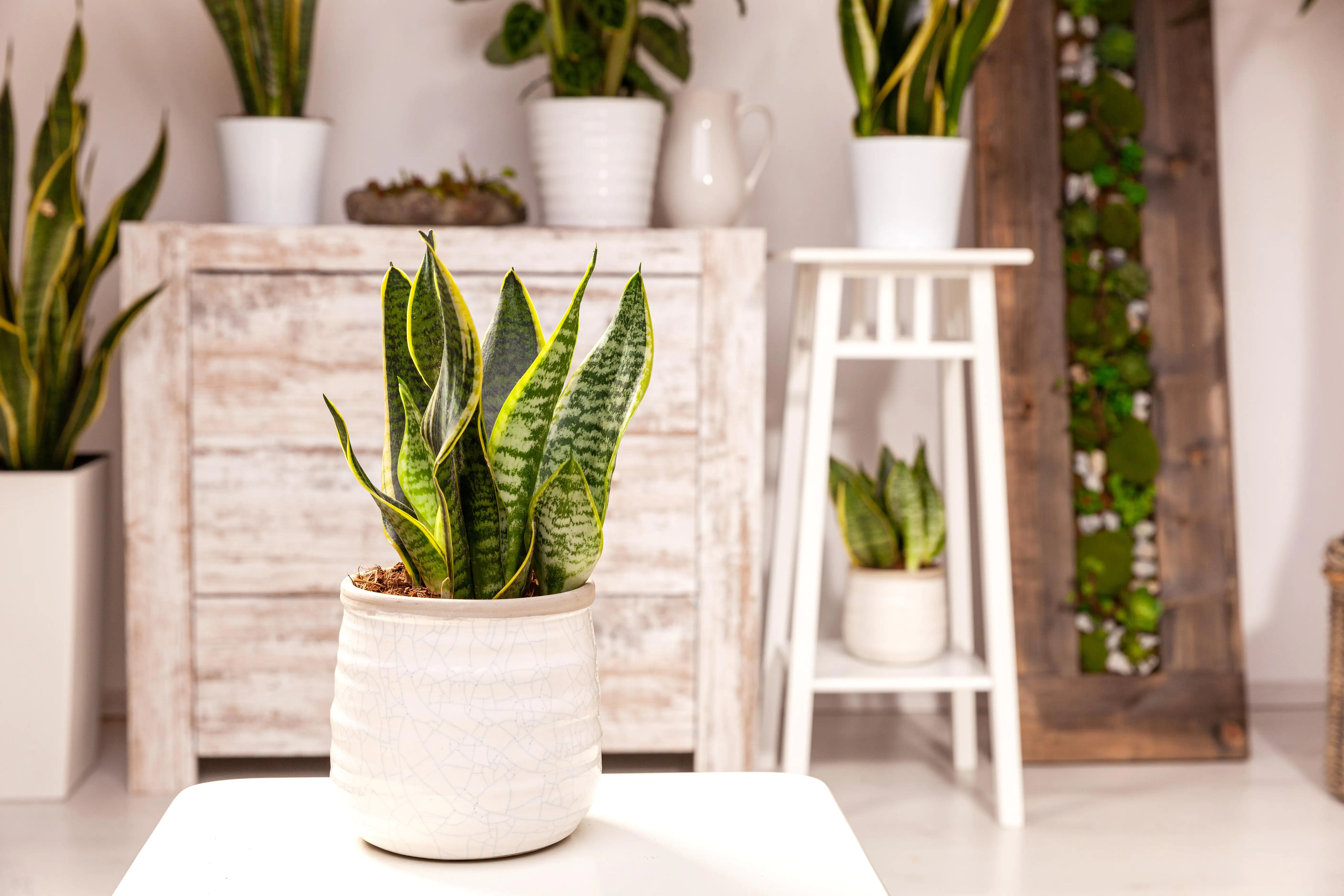 8717929597581_1 Sansevieria Laurentii Bogenhanf 30 cm 12 cm Topf