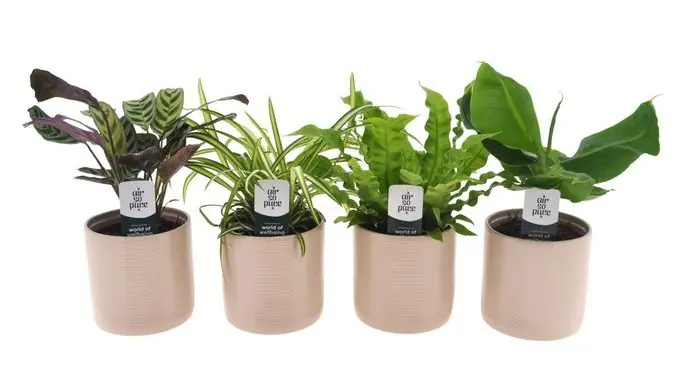 Zimmerpflanzen-Set im 12 cm Keramiktopf mit Gebetspflanze, Grünlilie, Streifenfarn & Bananenpalme