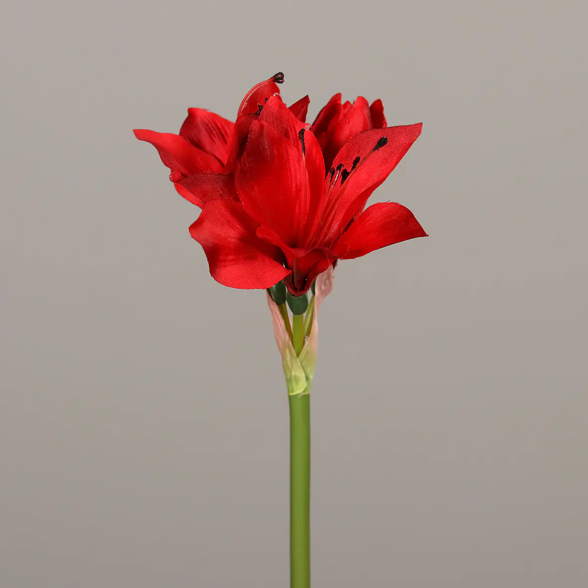 DPI Amaryllis rot 51 cm