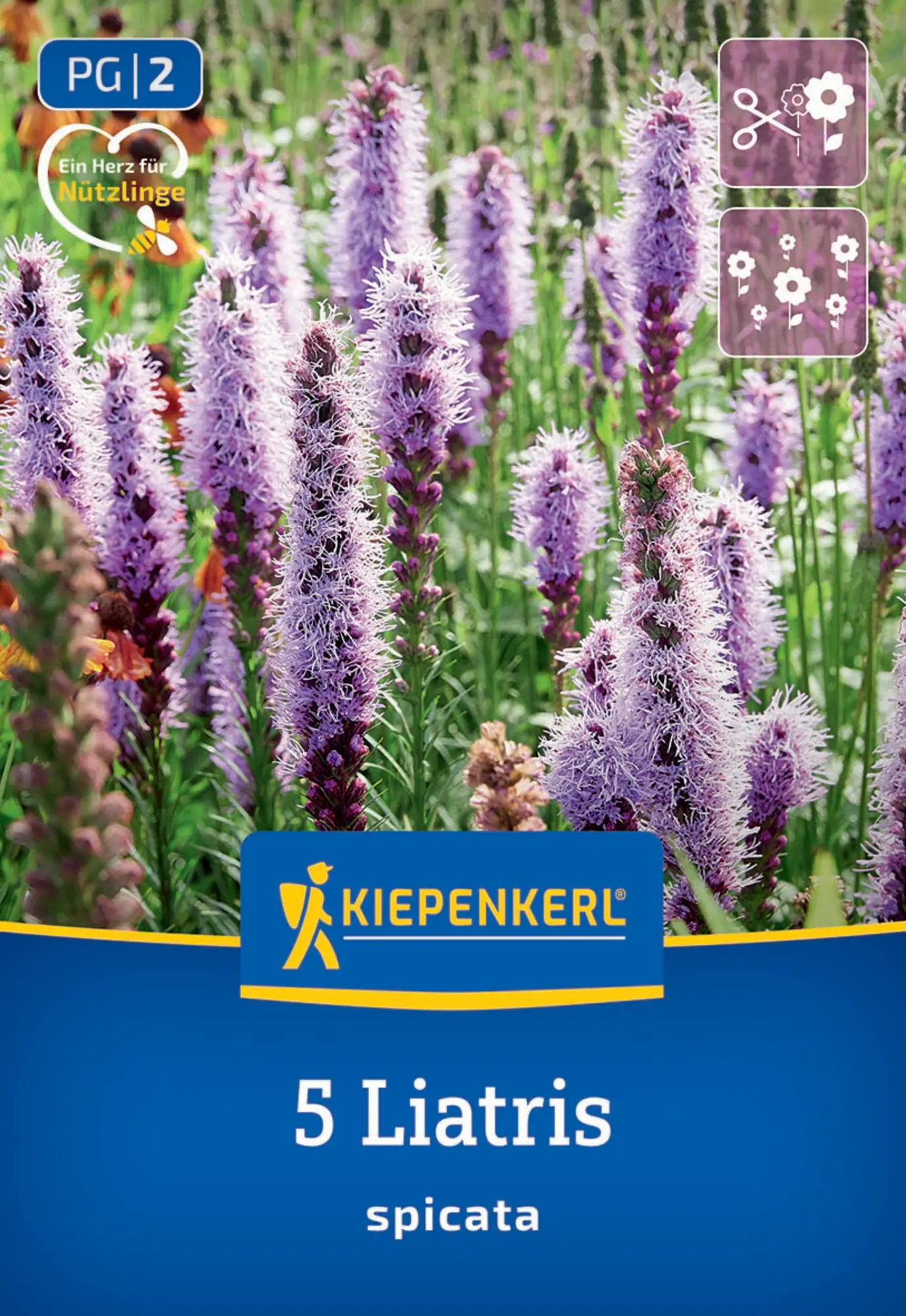 Kiepenkerl Frühjahrsblumenzwiebel Prachtscharte Liatris Blau 5 Stück