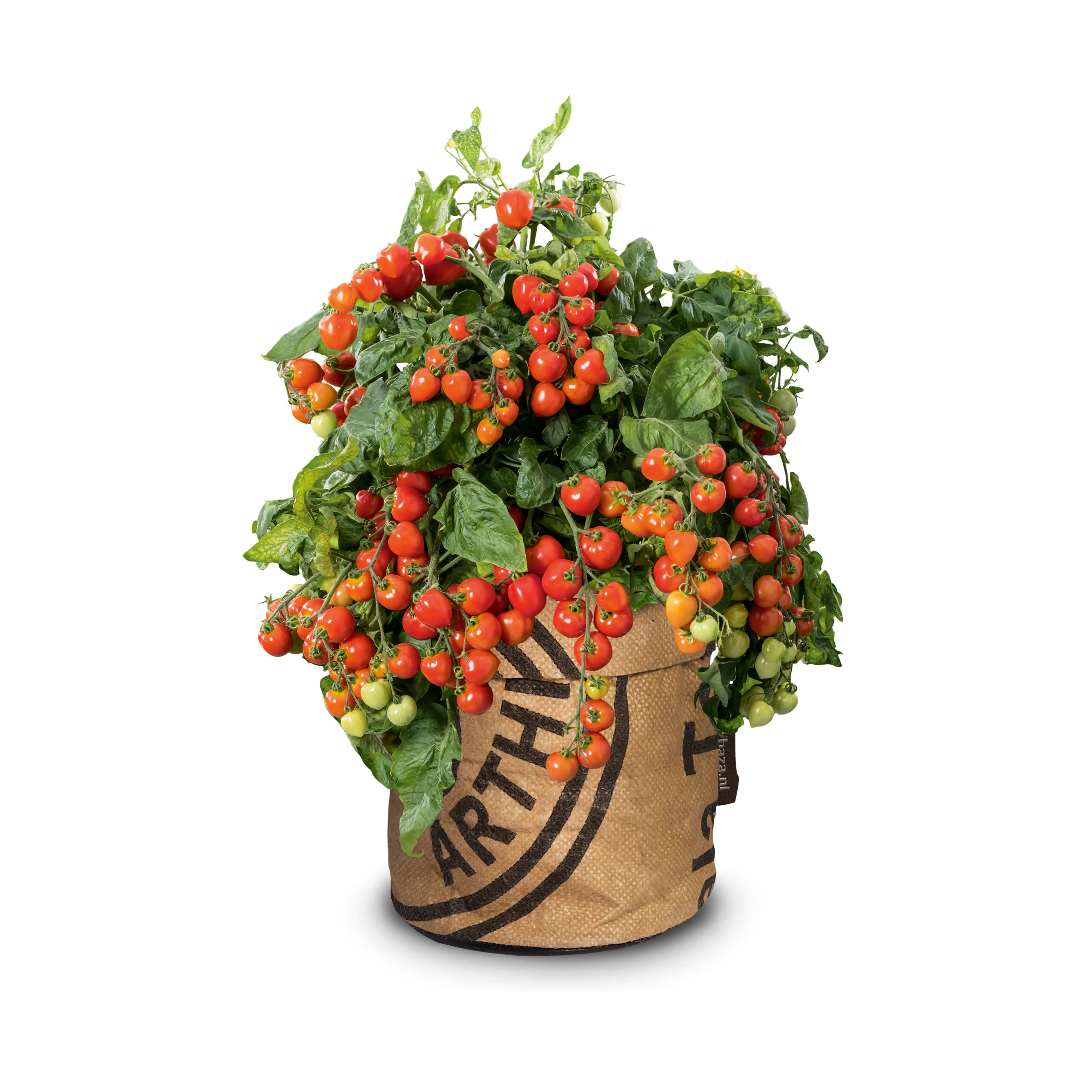 Baza Seeds Kitchengarden Strauchtomate Heartbreakers Vita F1