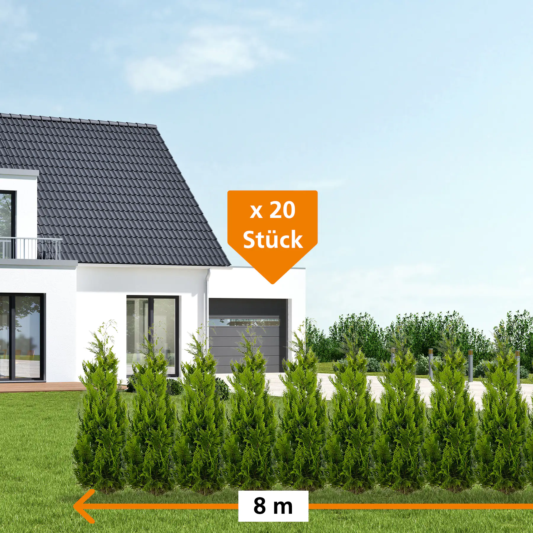 Gelbe Säulenzypresse Cham. law. Ivonne H 120 - 140 cm, 20 Stück Gelbe Säulenzypresse Cham. law. Ivonne H 120 - 140 cm, 20 Stück