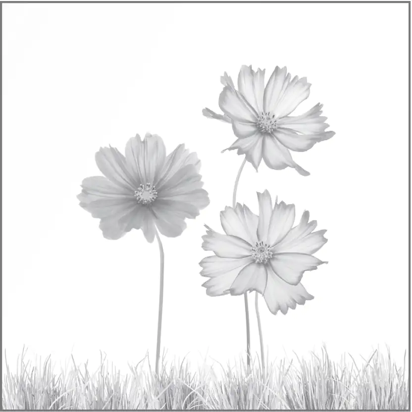 Ambiente Glaszaun Dekor 93 120 x 120 cm gehärtetes 8 mm Glas