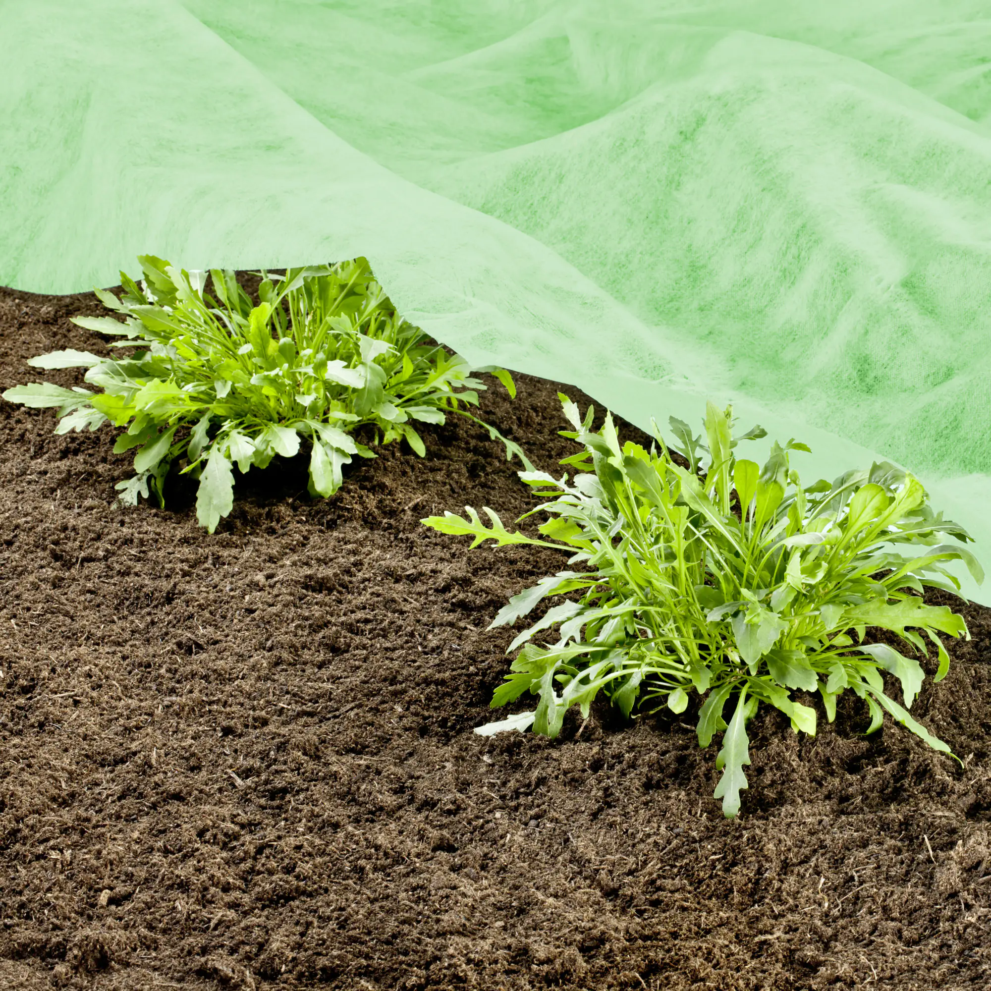 Windhager Frühbeetvlies 10 x 1,5 m, 20g/m²