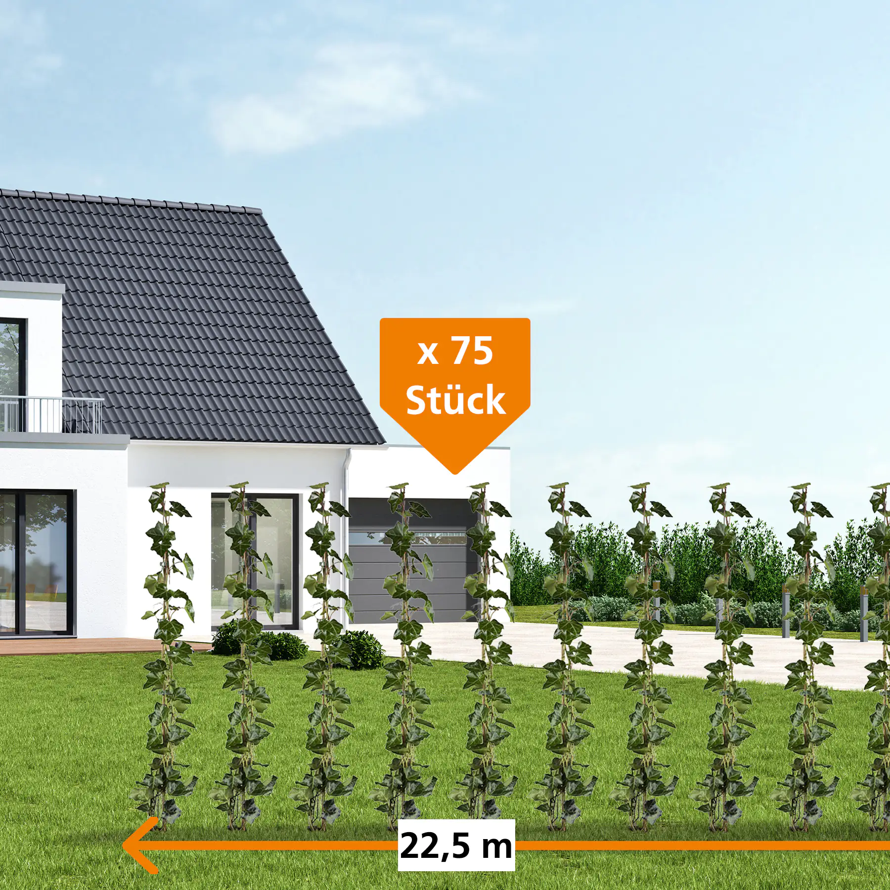 Großblättriger Efeu Hedera helix hibernica H 160 - 180 cm, 75 Stück