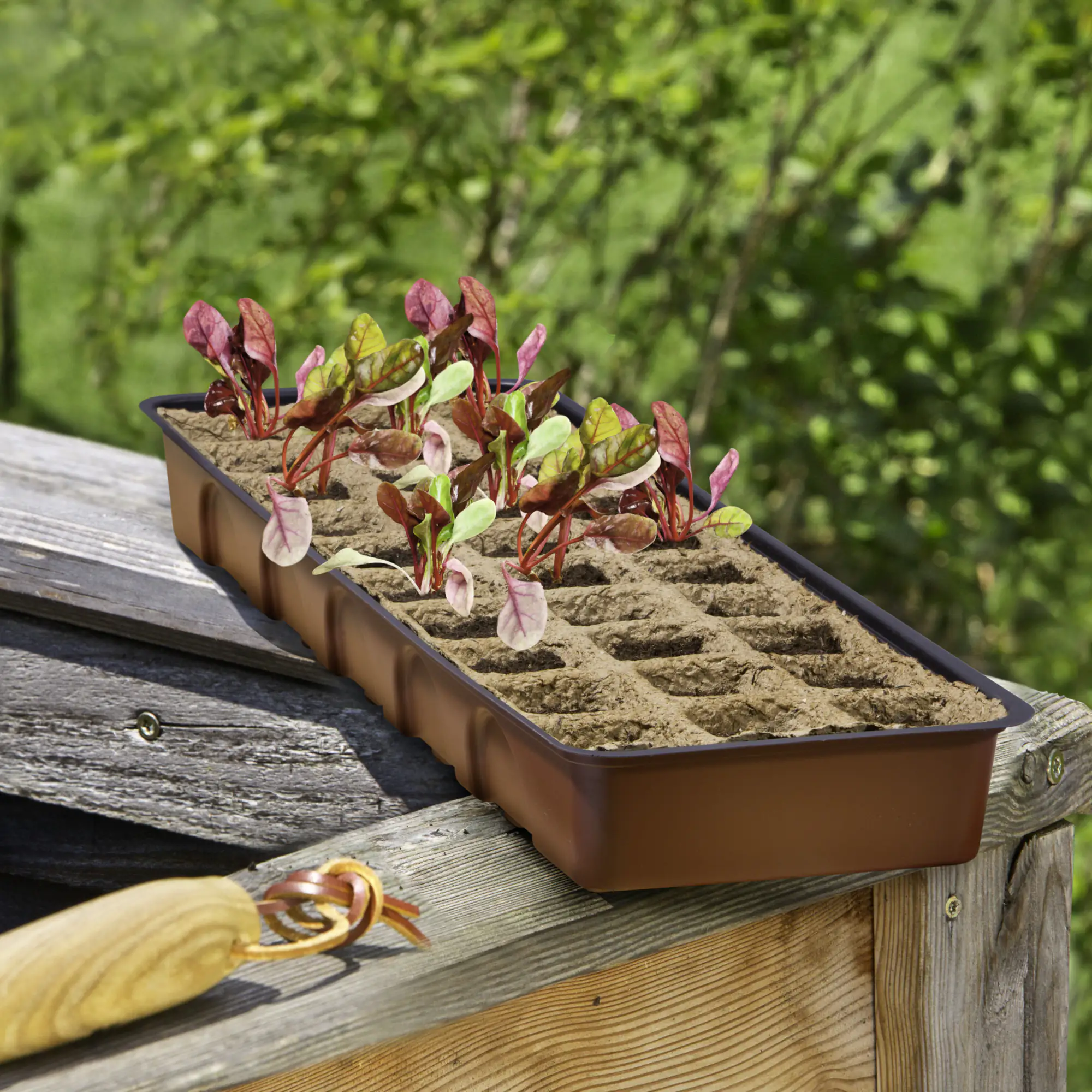 Windhager Anzucht-Gewächshaus 54,5 x 16,5 x 11 cm inkl. 30 Anzucht-Töpfe