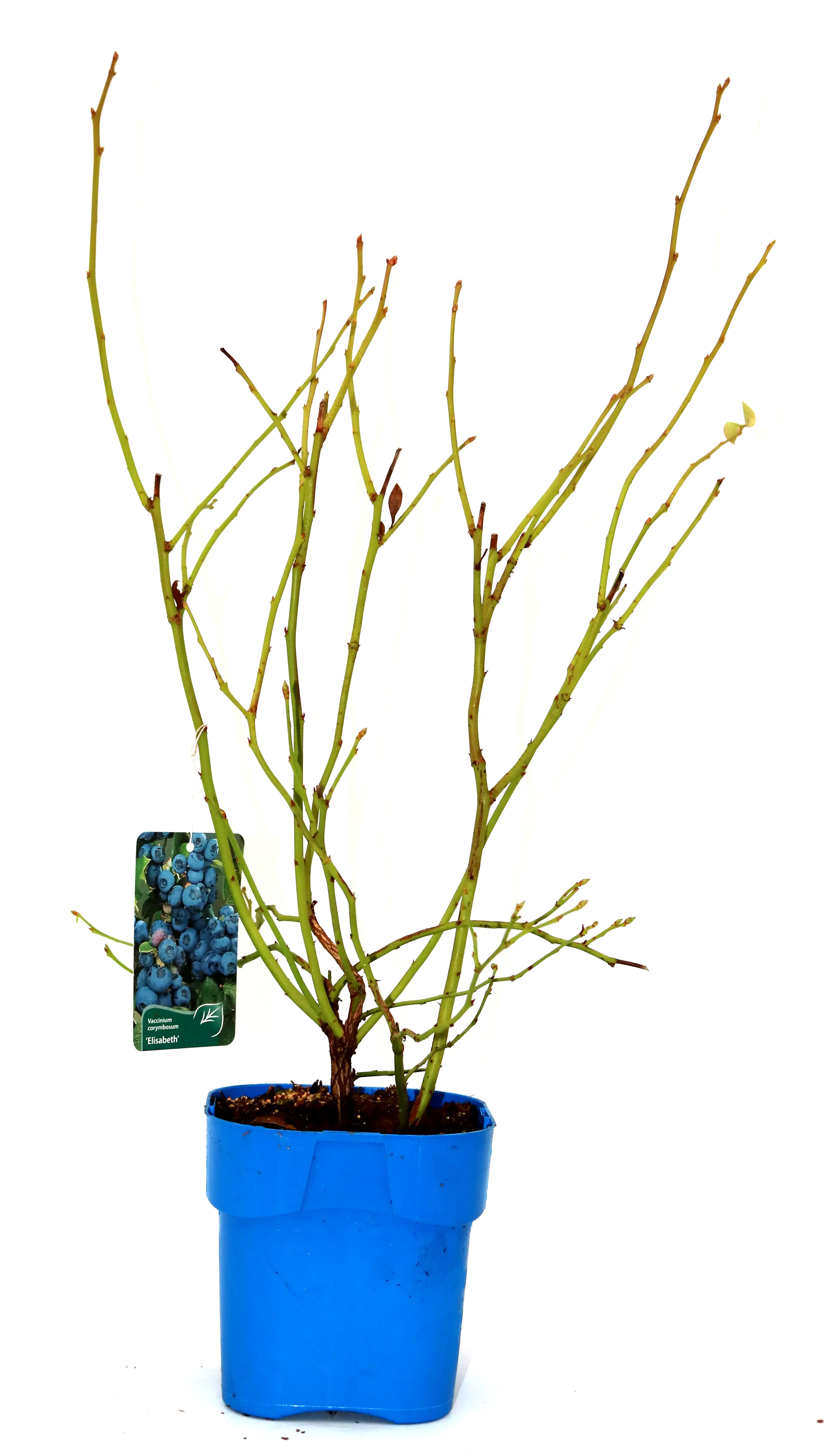 4029395017321 Obststrauch Heidelbeere 2 L Container