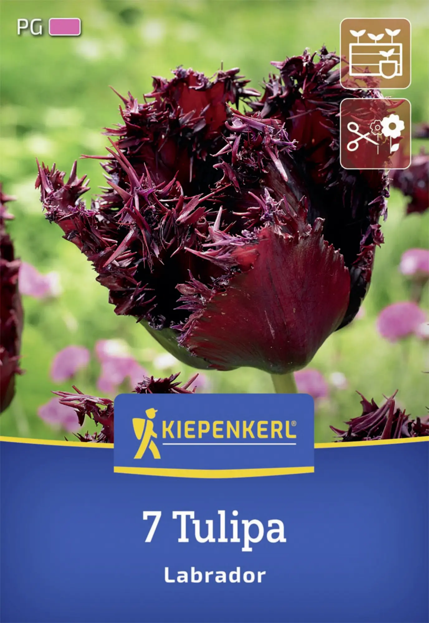 Kiepenkerl Herbstblumenzwiebel Tulpe Labrador 7 Stück